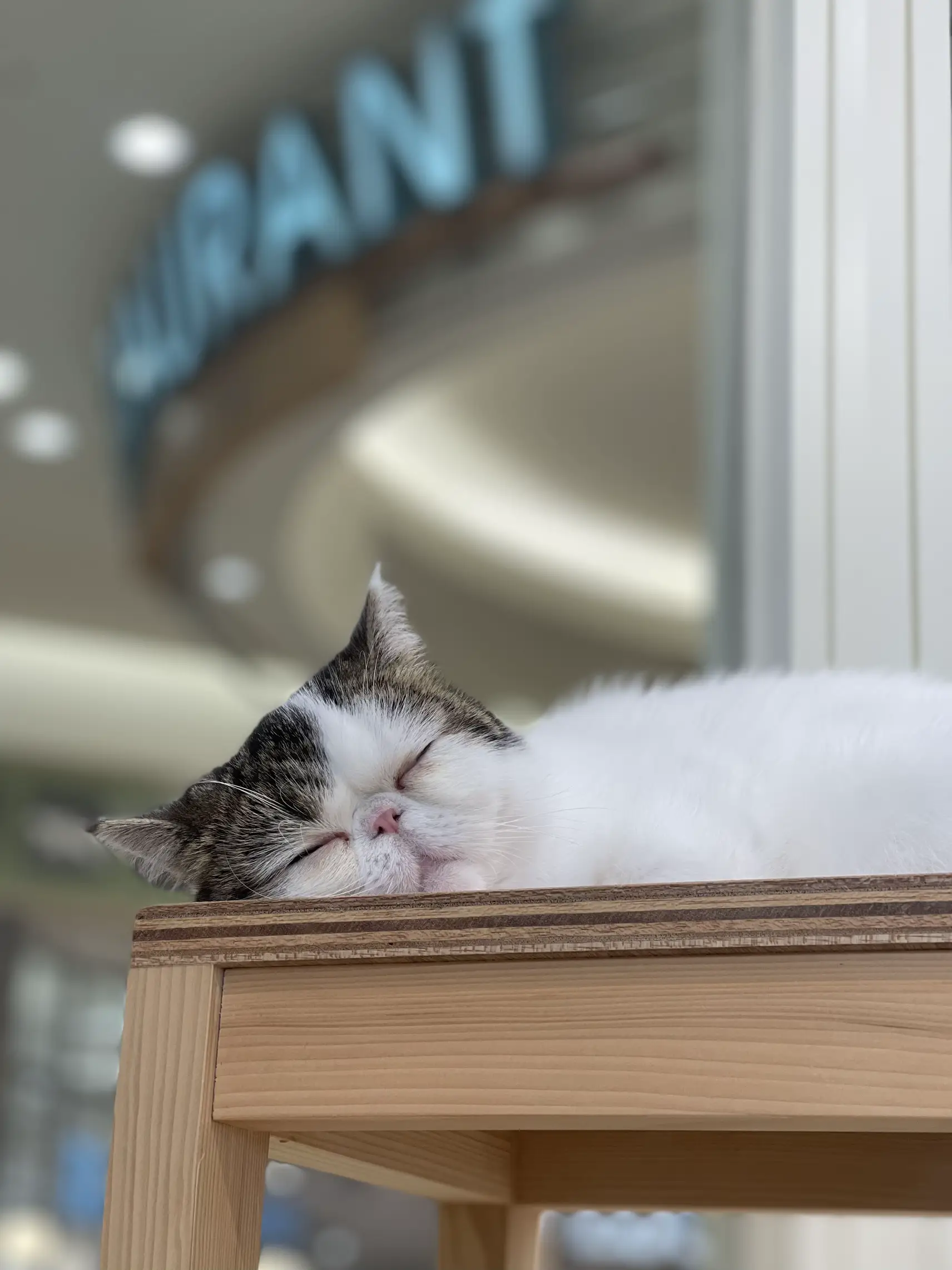可愛い猫ちゃんパネル生地NO.97（先着9枚）完売❣️