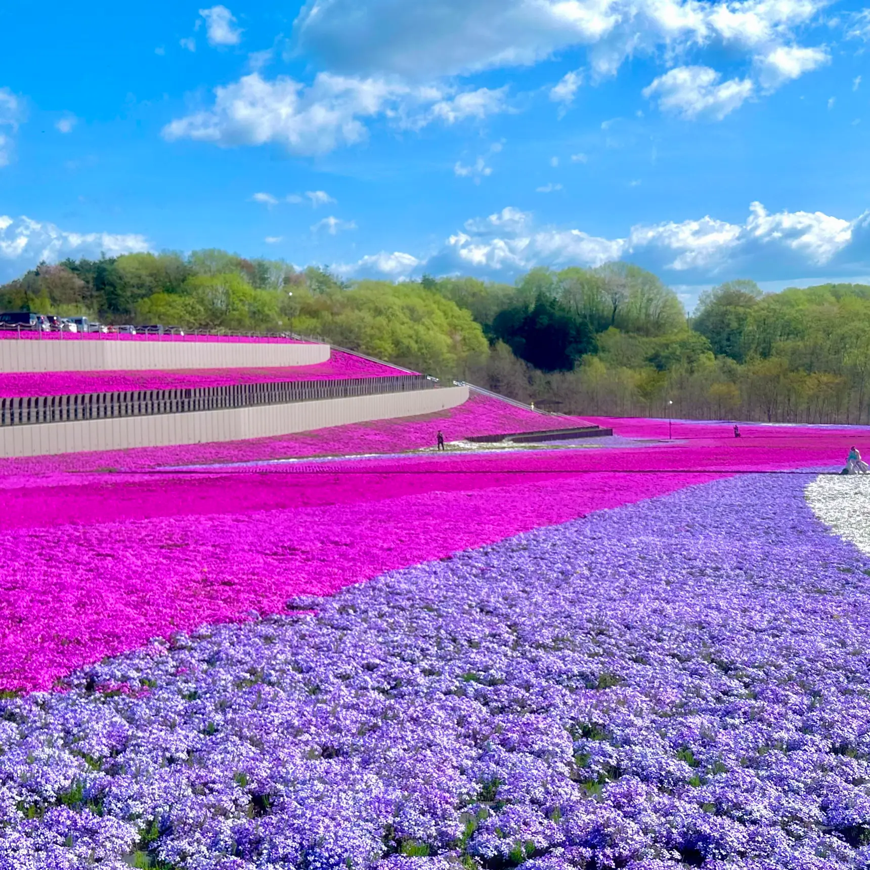 当社の 芝桜~(13)芝~(8)たまご、黄、ひまわり、空各2 生地/糸 