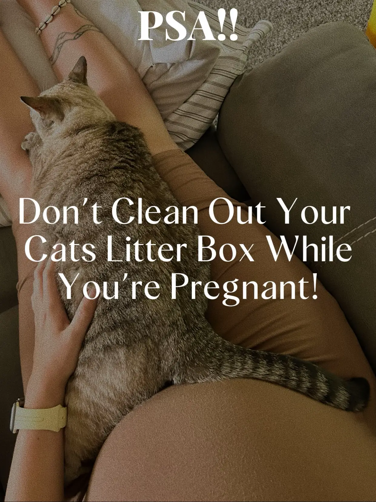 Kitten Eating Litter - Lemon8 Search