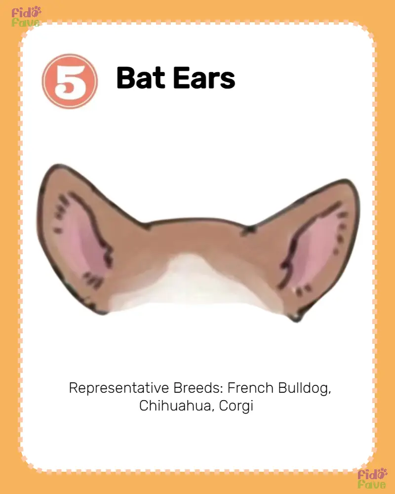 Dog Ear Types: 8 Varieties and Breeds | Gallery posted by Fido Fave ...