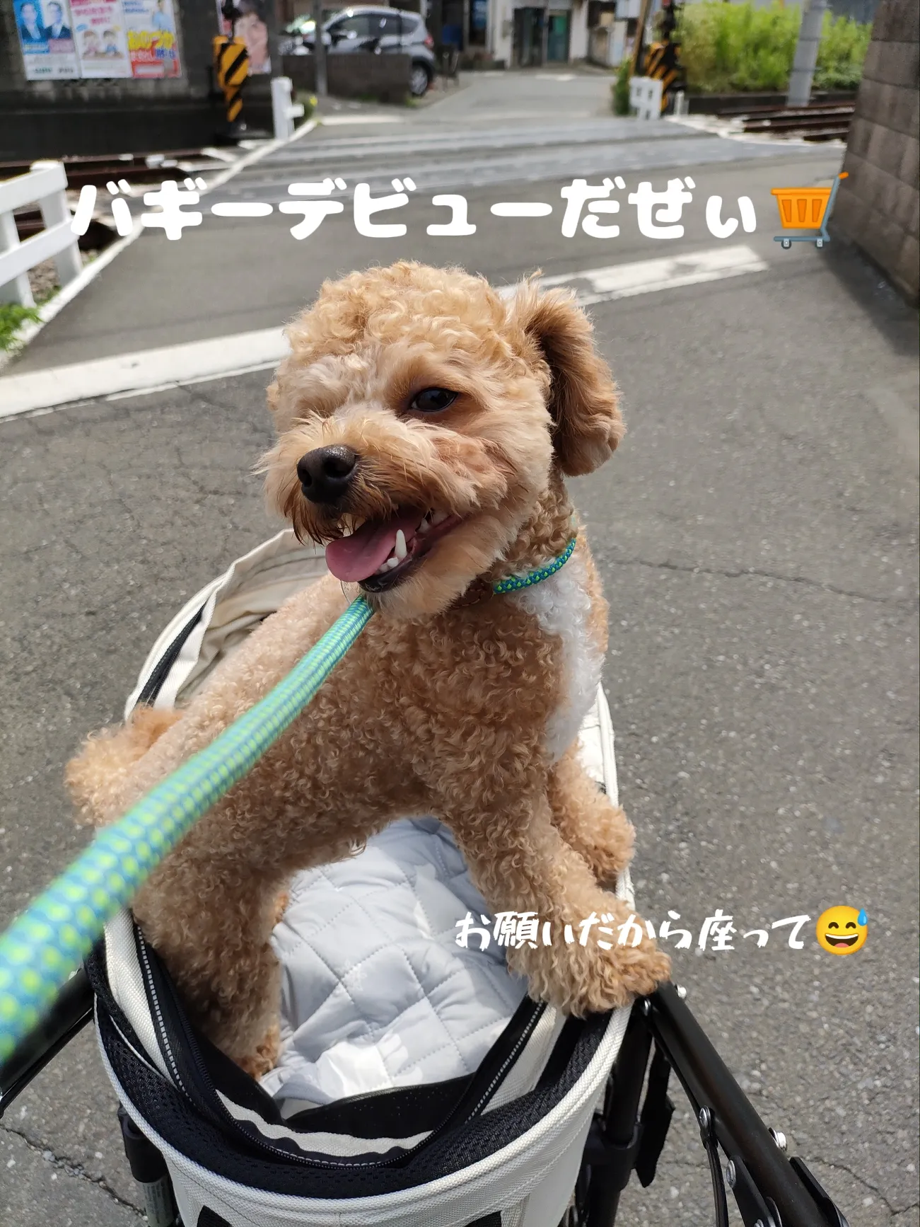 ボクの専用バギーだよ💚 | teddychihuapoo.が投稿したフォトブック