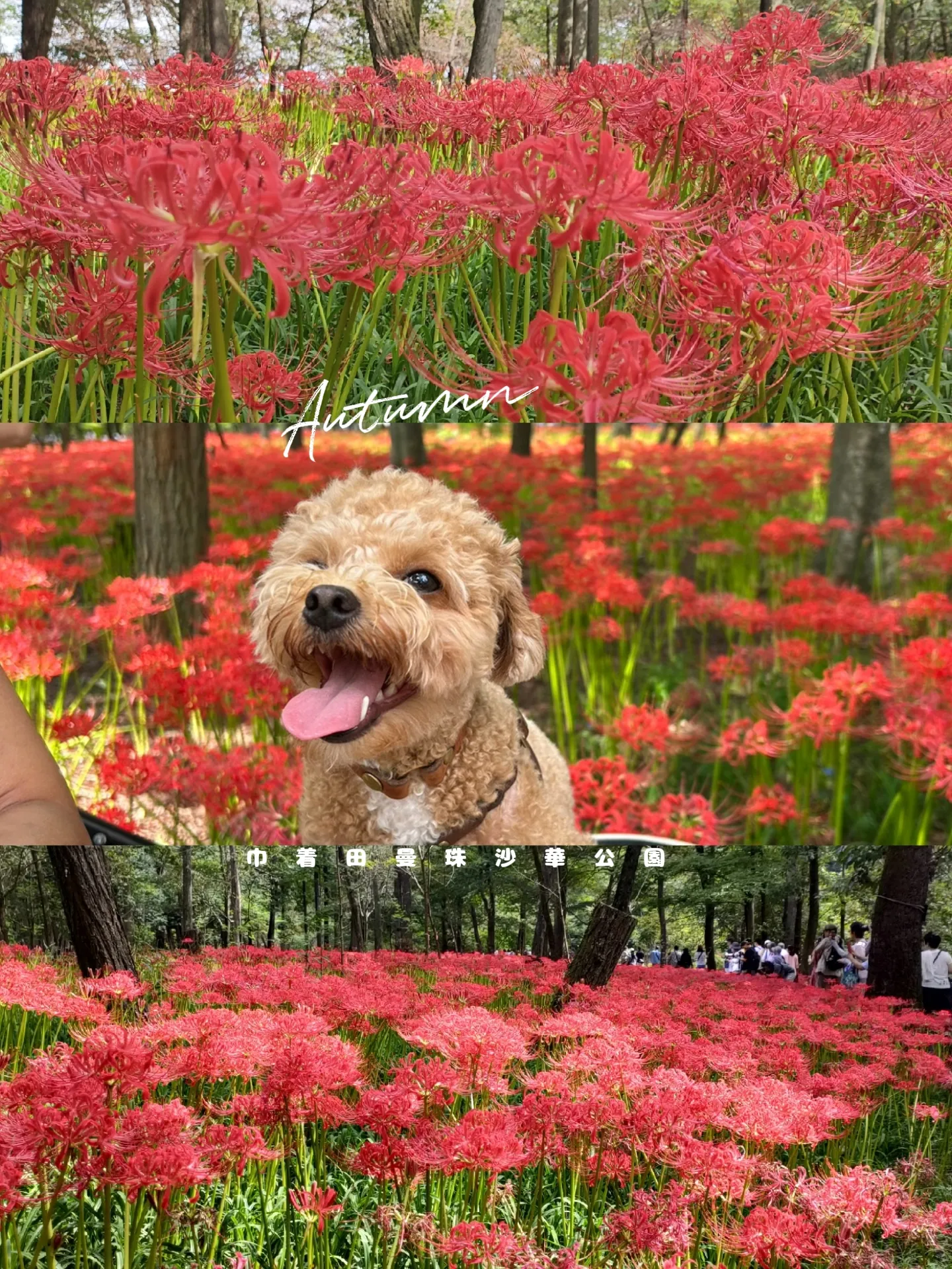 埼玉県日高市の巾着田曼珠沙華公園だよ❤ | teddychihuapoo.が投稿したフォトブック | Lemon8