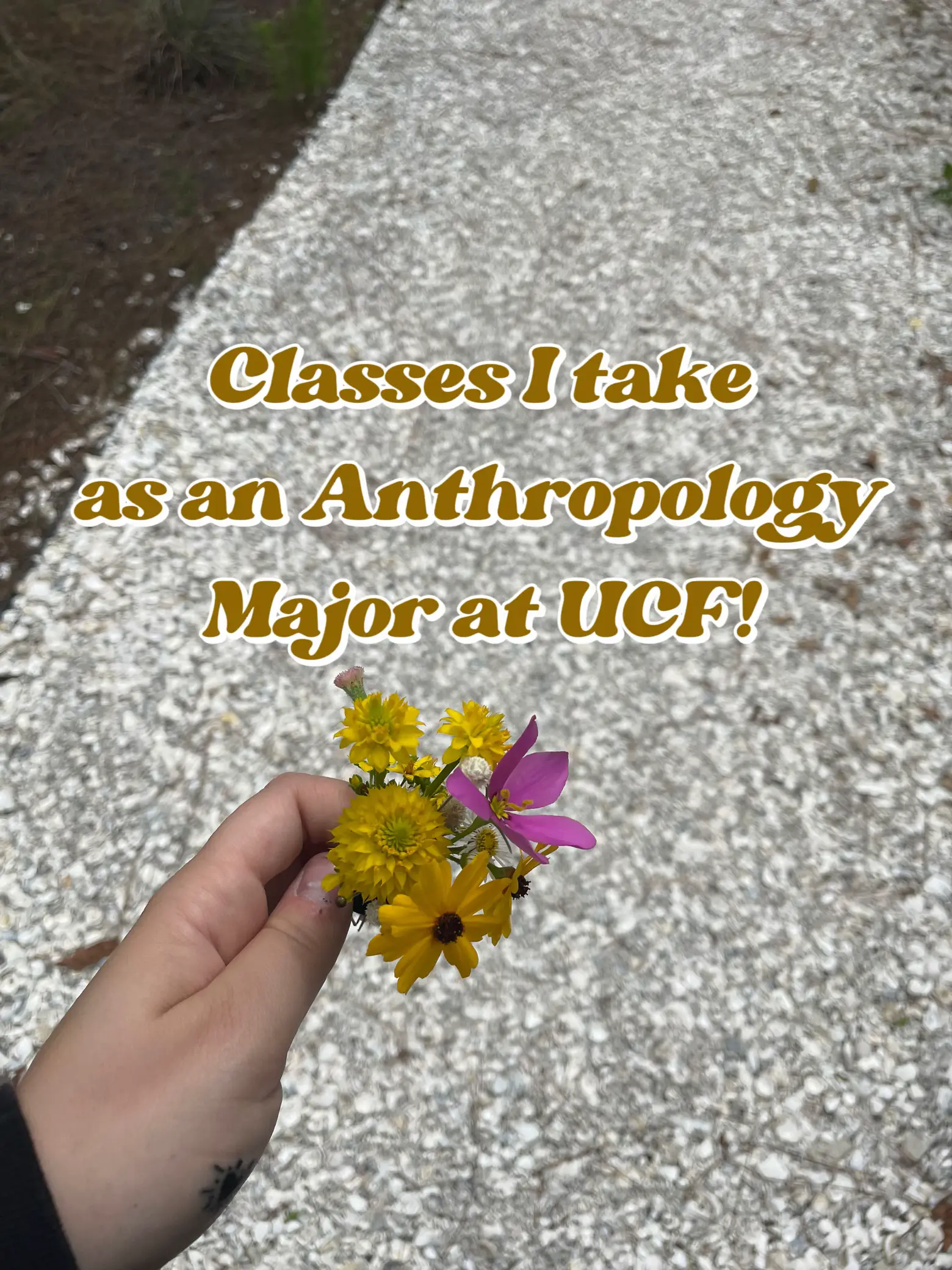 Easy Classes At Ucf - 894ok9h