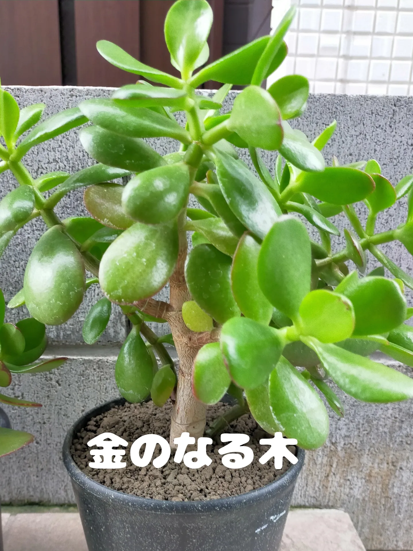 お買得】カネノナルキ 金のなる木 厳つく 多肉植物