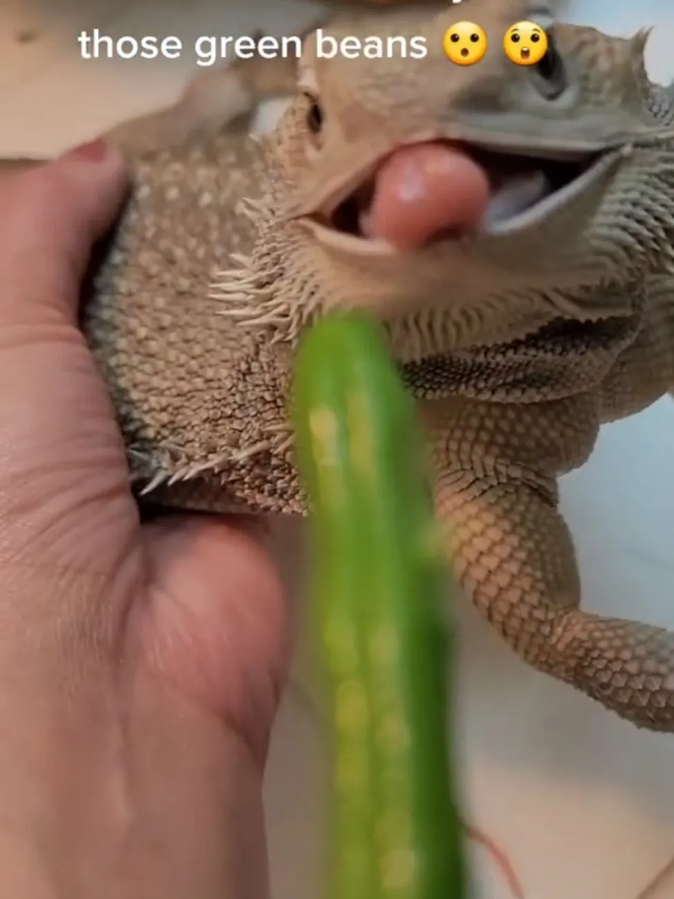 Bearded Dragon loves green beans. | Video published by 