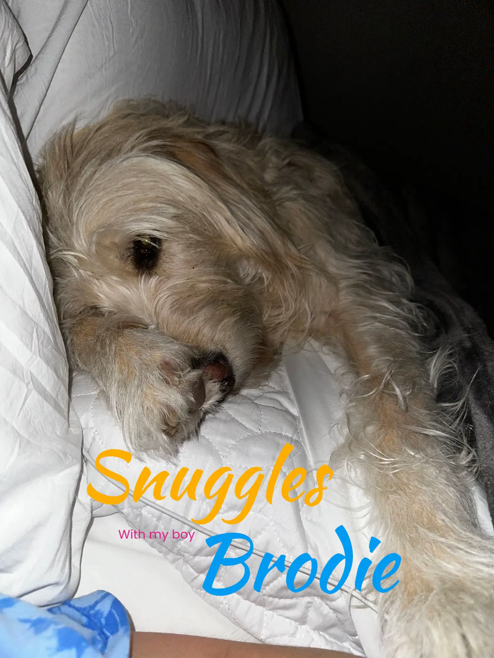 Meet Brodie Gator Gallery posted by Regan Lemon8