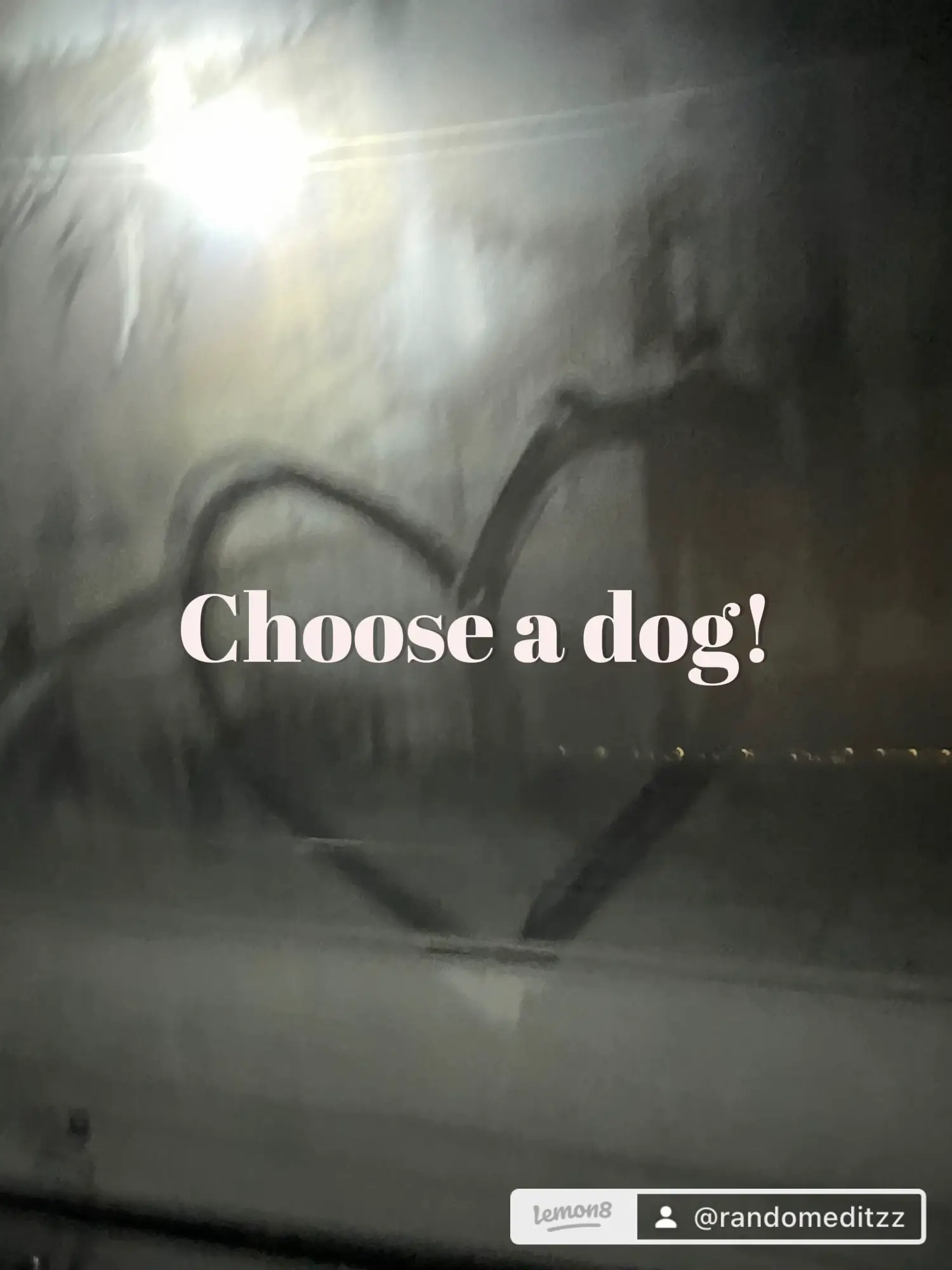 Choose a dog! | Gallery posted by <3 | Lemon8