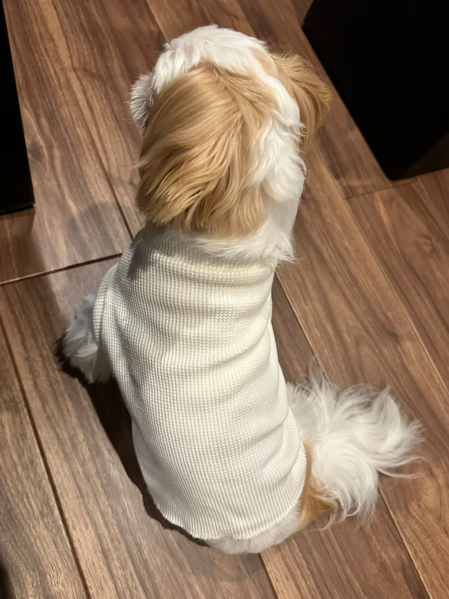 初めてのハンドメイド犬服  ✂️   | パンちゃんとあおたんが投稿した