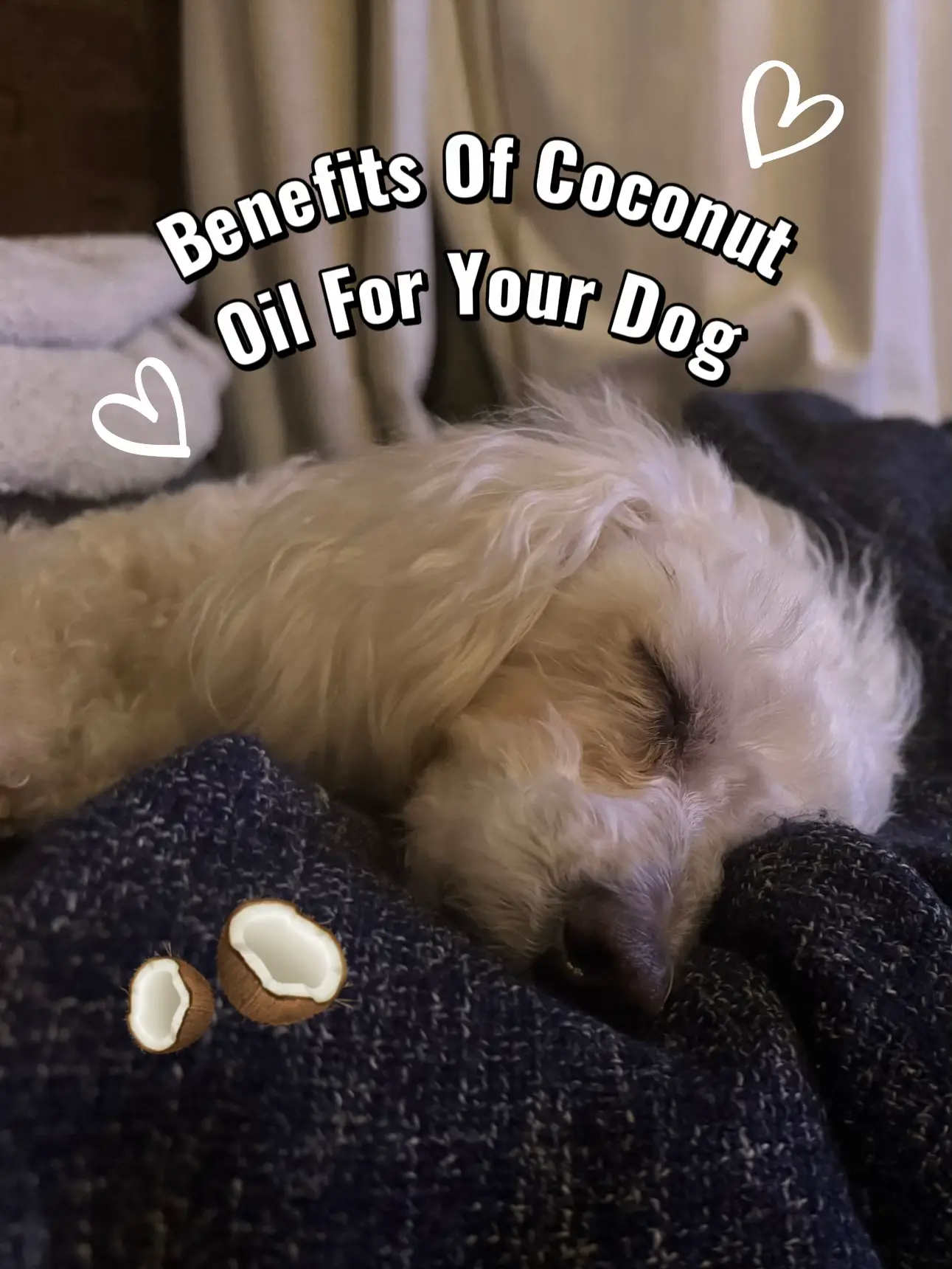 🐶🥥Why You NEED To Give Your Dog Coconut Oil 🥥🐶 Gallery posted by Alex