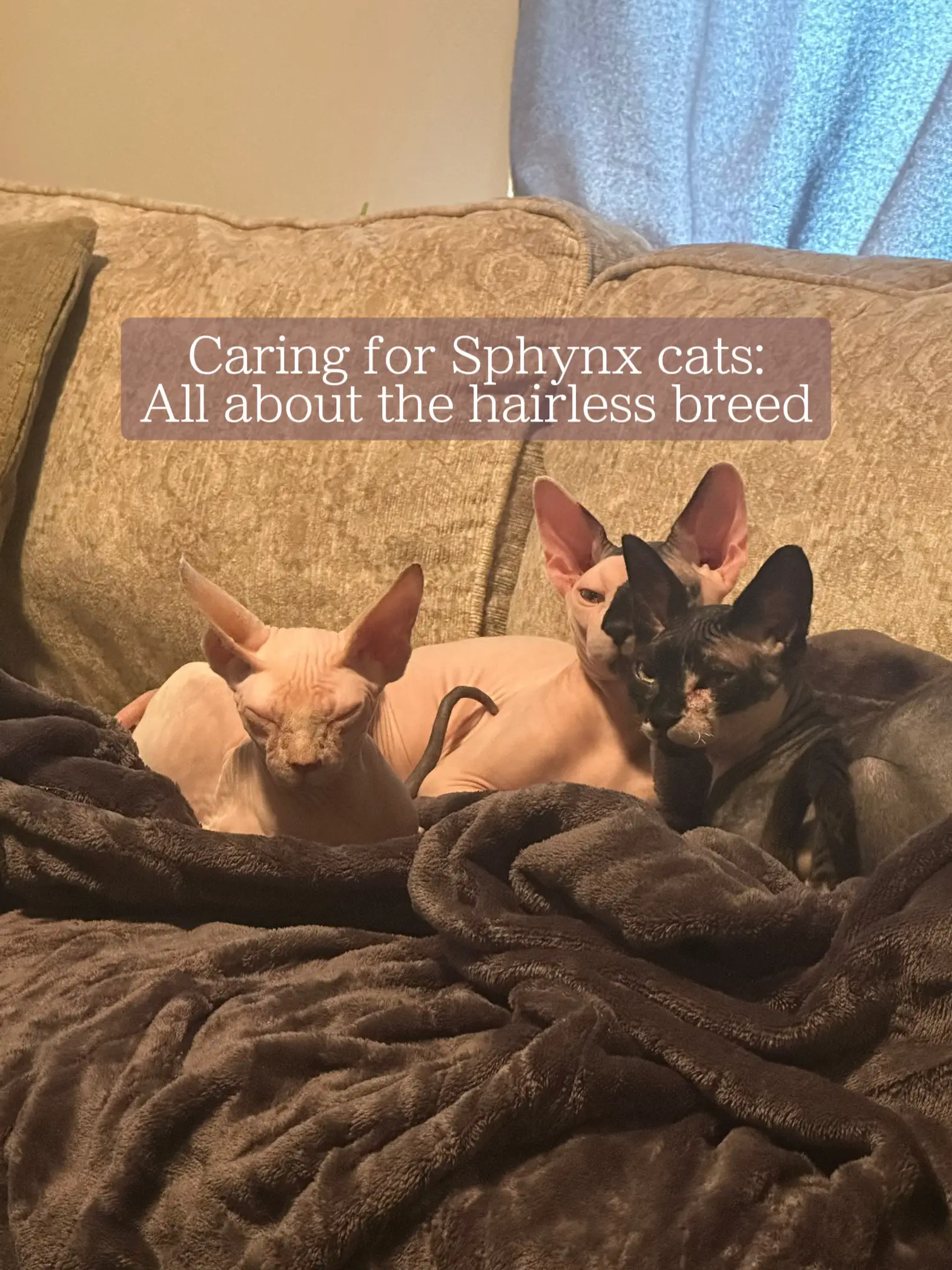 Caring for Sphynx(hairless) Cats! | Gallery posted by Mooma | Lemon8