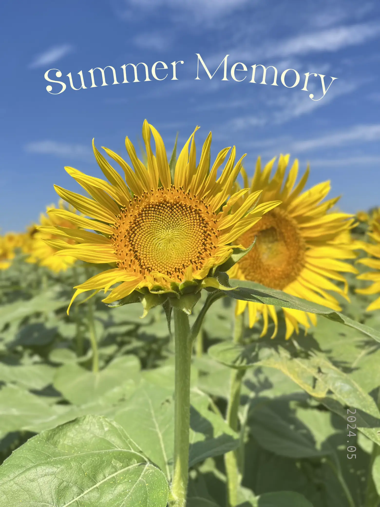 Summer Memory | Robin Singhが投稿したフォトブック | Lemon8