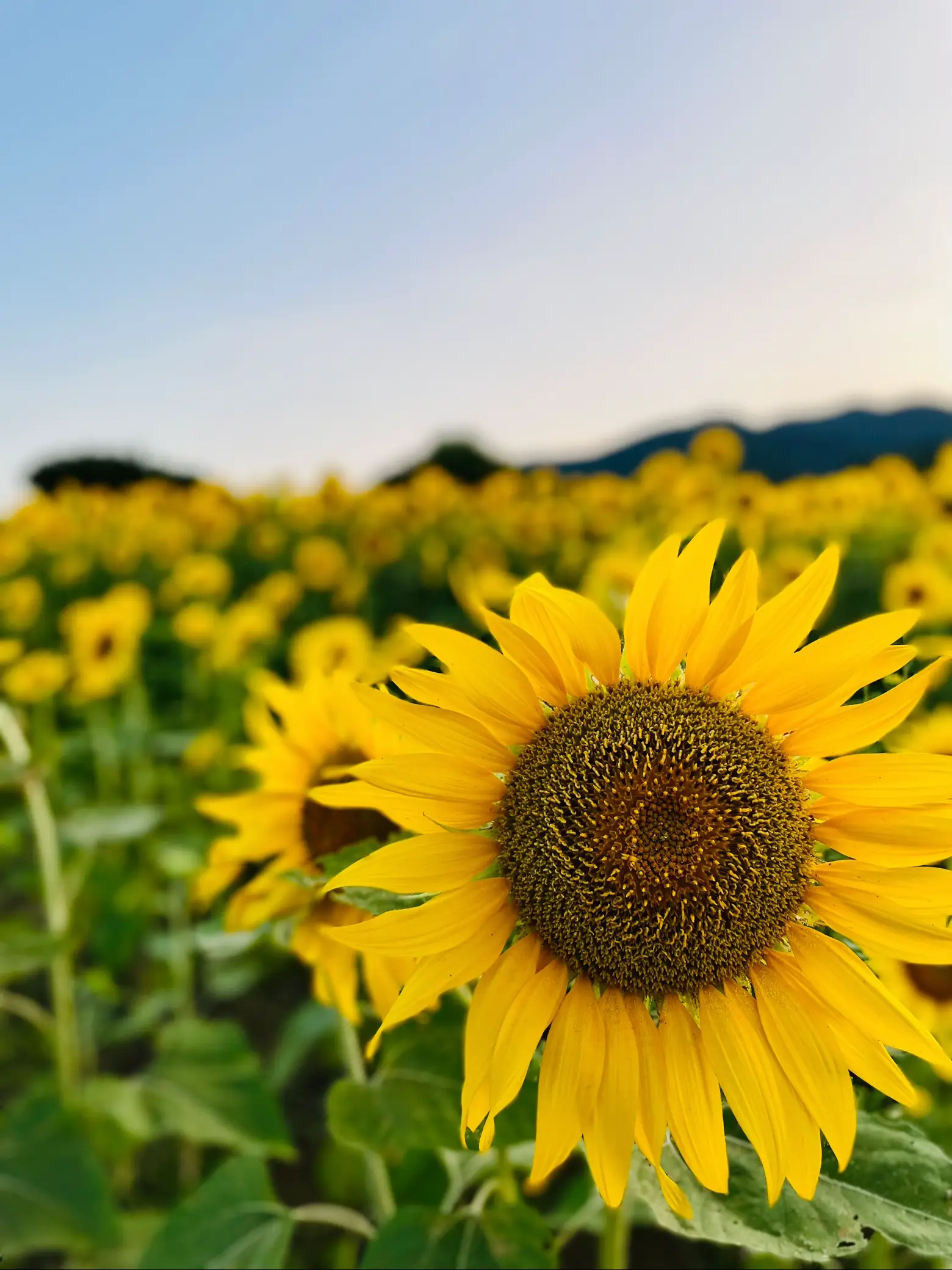 静岡県富士市のひまわり畑🌻 夕日バックにひまわりが綺麗に開 | JUKI