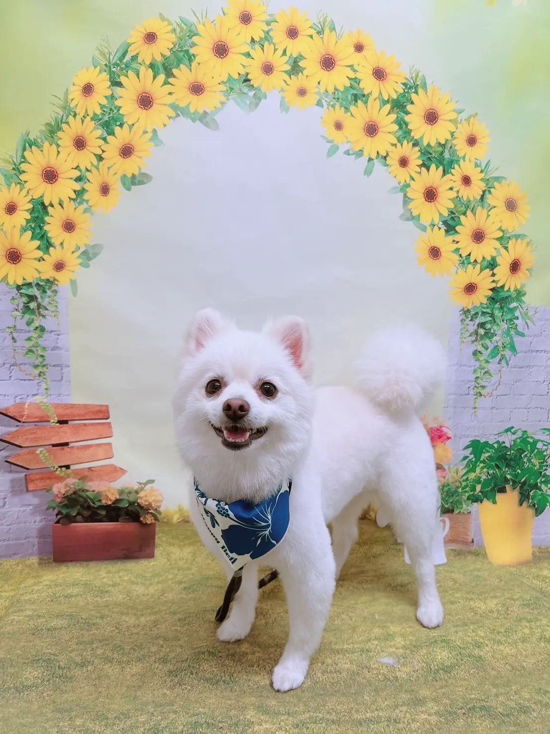 羊毛フェルト サロン帰りのポメラニアン 2024年のポメラニアンひつじ