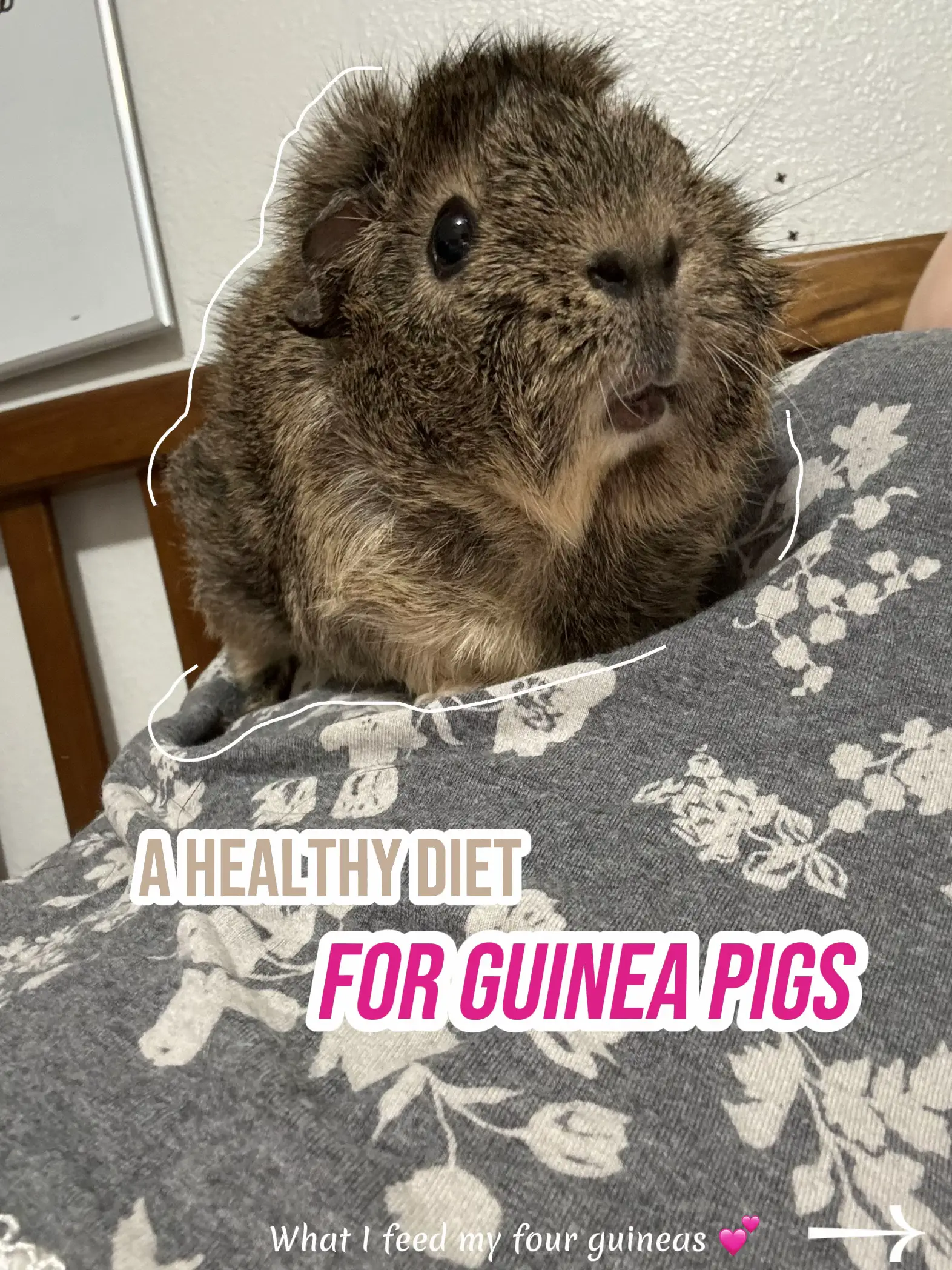 Can guinea pigs eat hotsell lambs lettuce