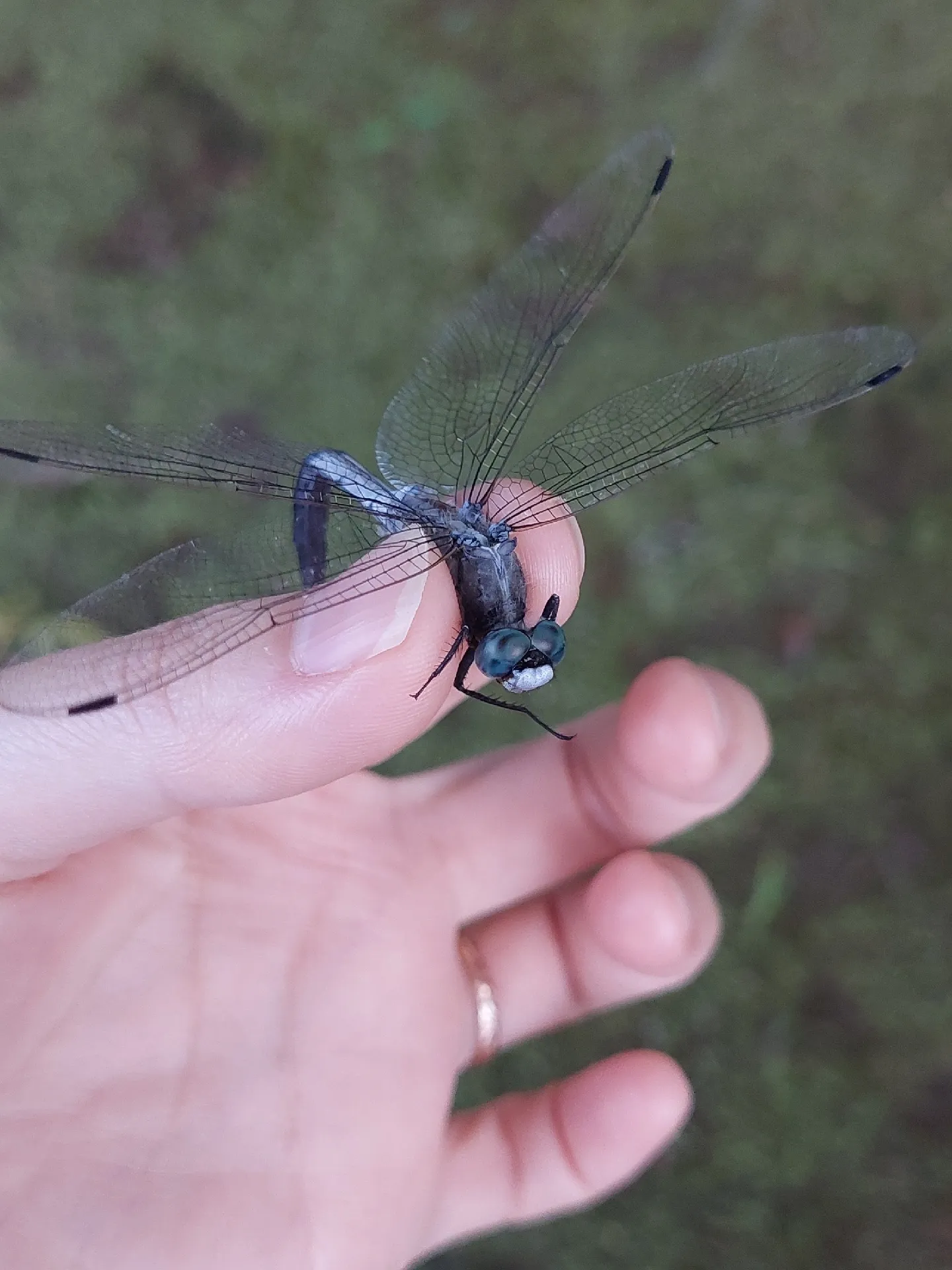 額つき❗しあわせのトンボ