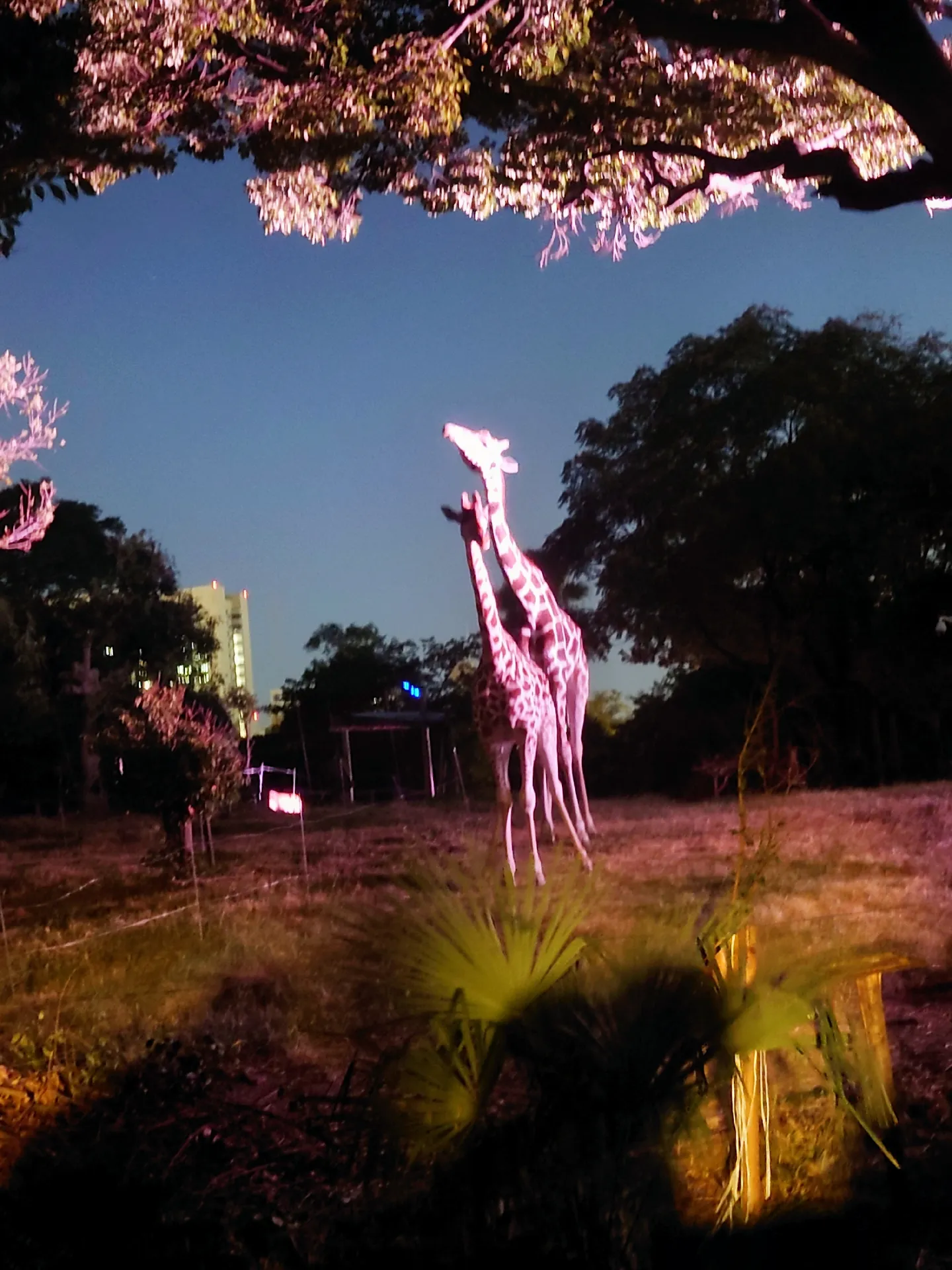 2024年の天王寺動物園 ナイトズーのアイデア19選