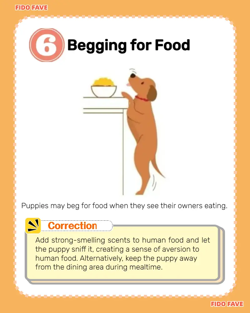 caring for pets while studying - Lemon8 Search