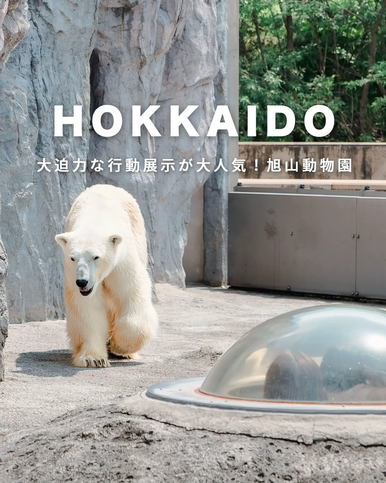 北海道】大迫力な行動展示が大人気！旭山動物園 | miho｜絶景カメラ旅