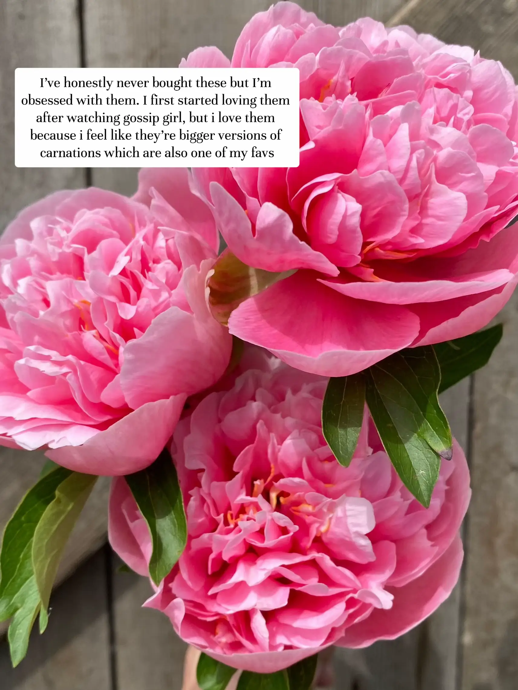 50 pink peonies 🌸 💗 BEST varieties, plus tips for cultivating these  romantic blooms