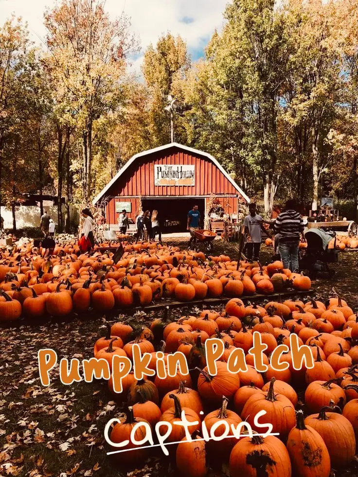 Pumpkin Patch and Hayrides in VA - Lemon8 Search