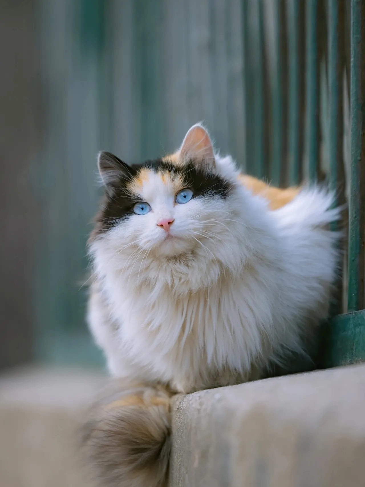 癒しの猫の壁紙！ | Gallery posted by MMANF | Lemon8