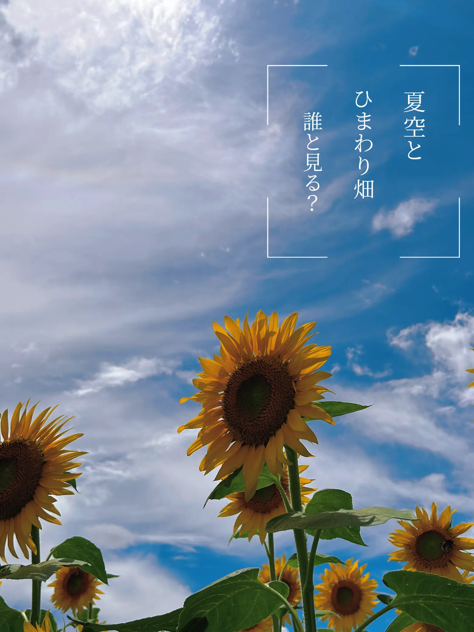 ビタミンチャージ🌻ひまわり畑を見に行こう！ | sky happiness 8が投稿