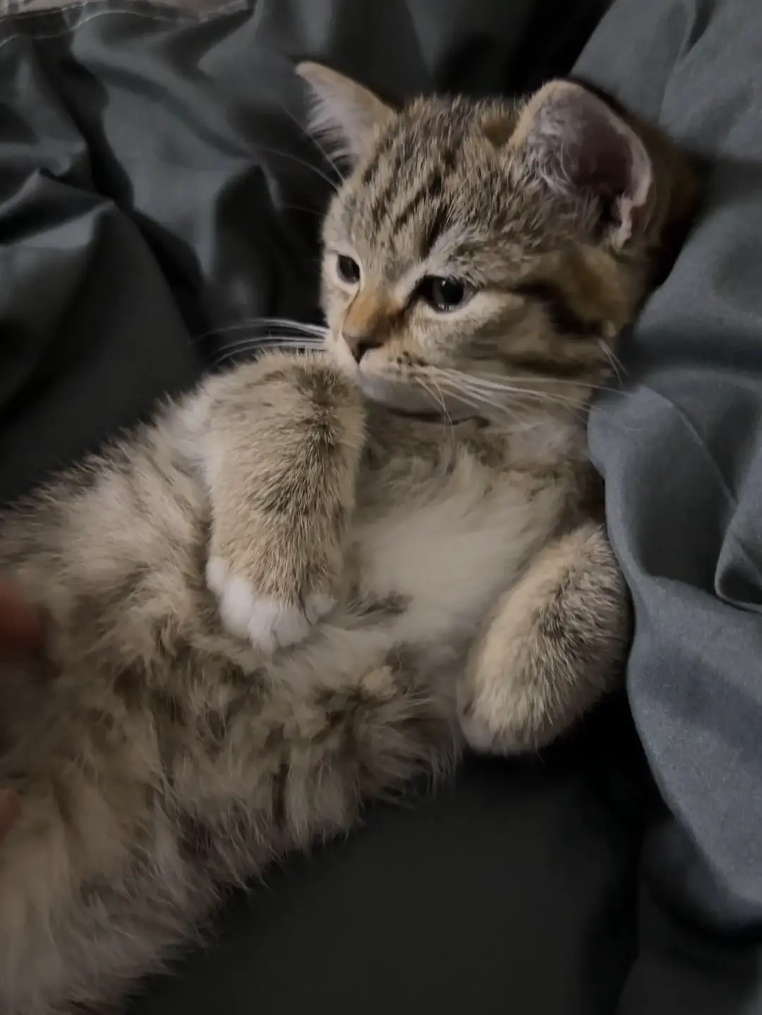 はれあめ ふわもこにゃんこーと コート ジャケット ふわふわ 猫 しっぽ はれあめ ふわもこにゃんこーと コート ジャケット ふわふわ 猫 しっぽ