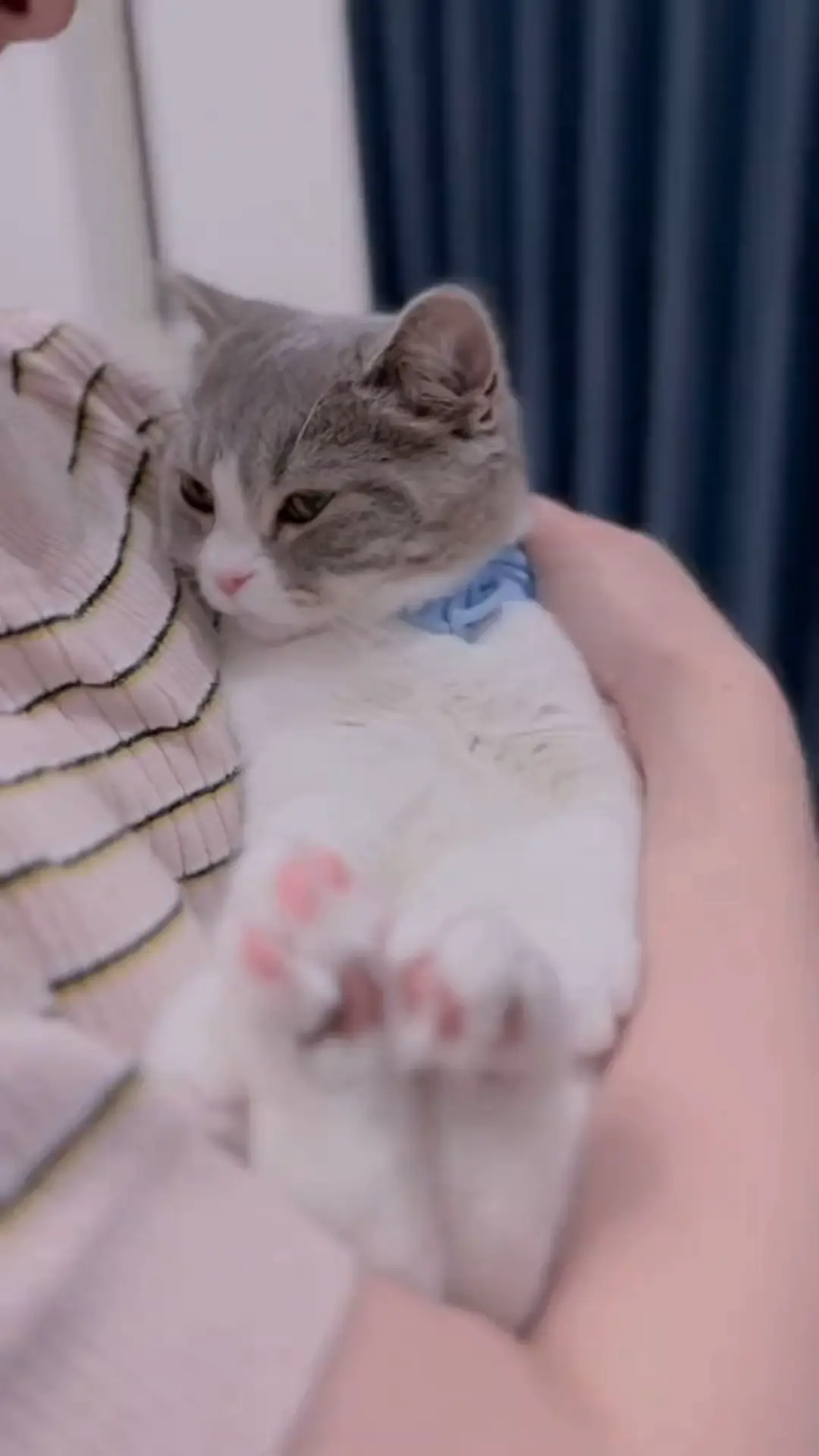 ふわふわ子猫ちゃん❤️エキゾチック❤️生後2ヶ月ベビー(*´艸 