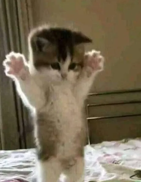 Cute And Funny Cats