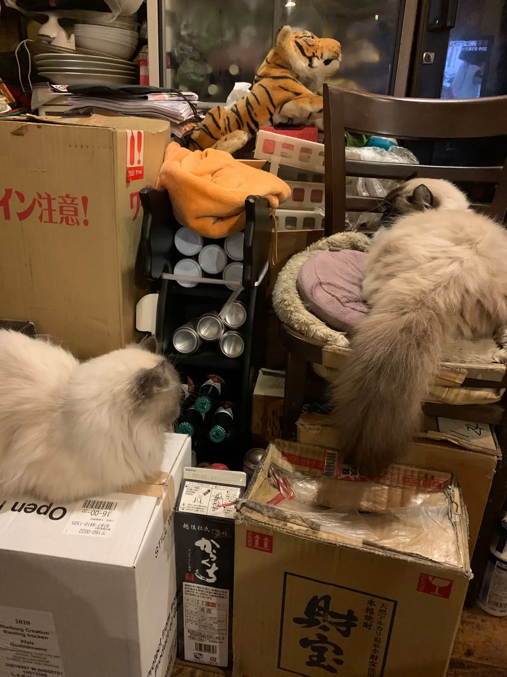 猫のいる喫茶店 ディー•カッツェ | tomonaが投稿したフォトブック | Lemon8