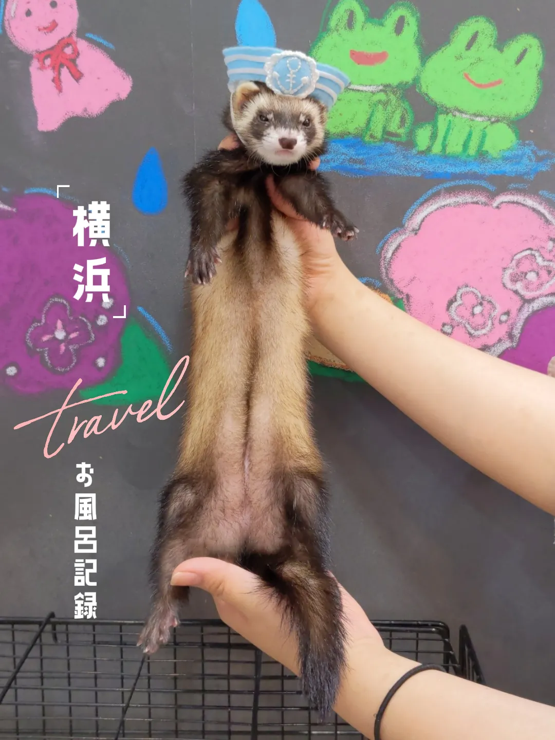 Tsu様 抱っこしてフェレットちゃん3匹 Tsu様 抱っこしてフェレットちゃん