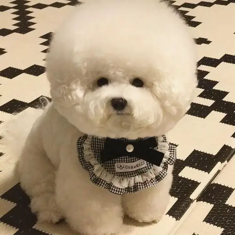 Tori bichon best sale