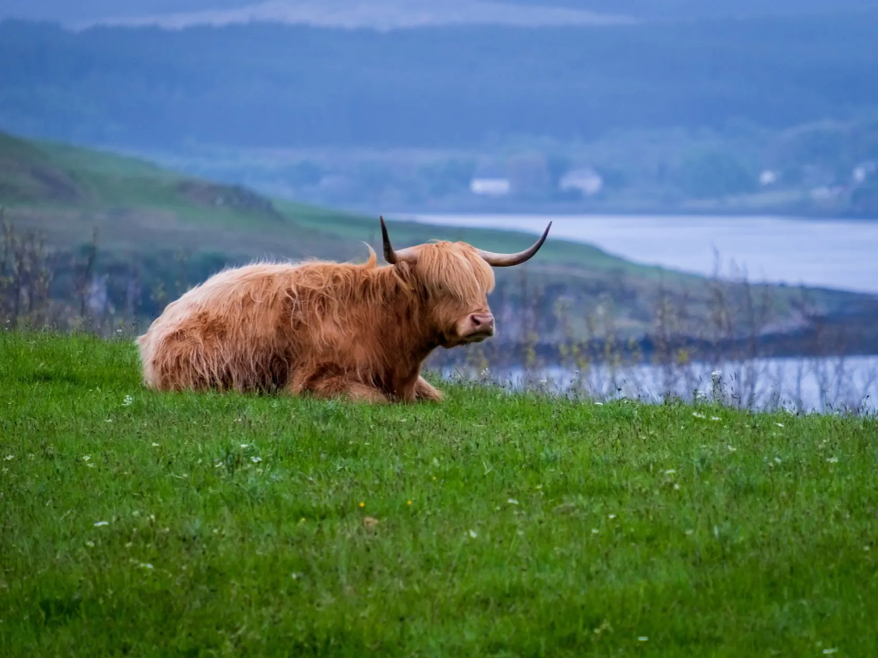 Scottish Highland Cattle  Busch Gardens Williamsburg