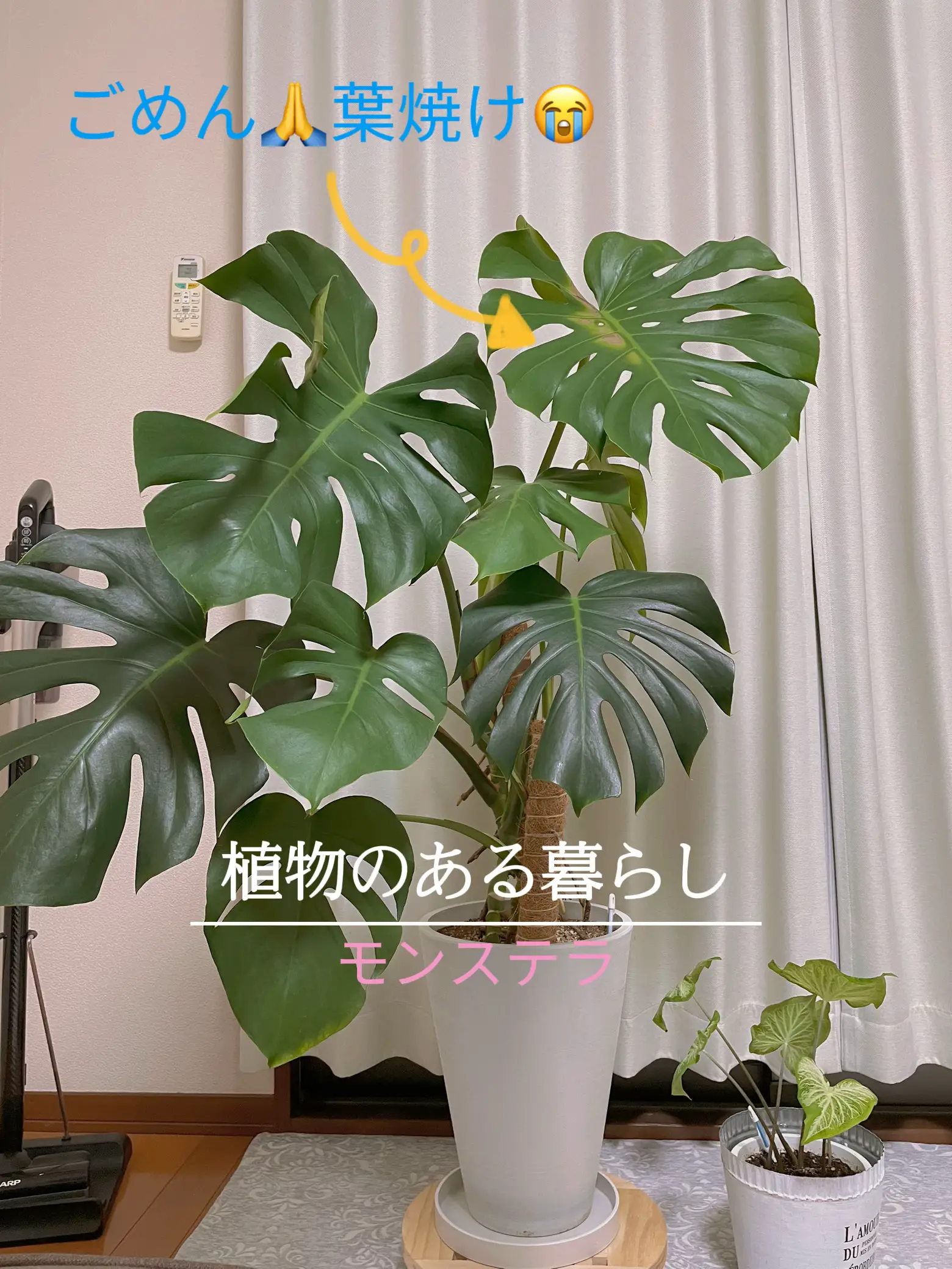 モンステラ今季最後の新芽🌱 | ayacoccoが投稿したフォトブック