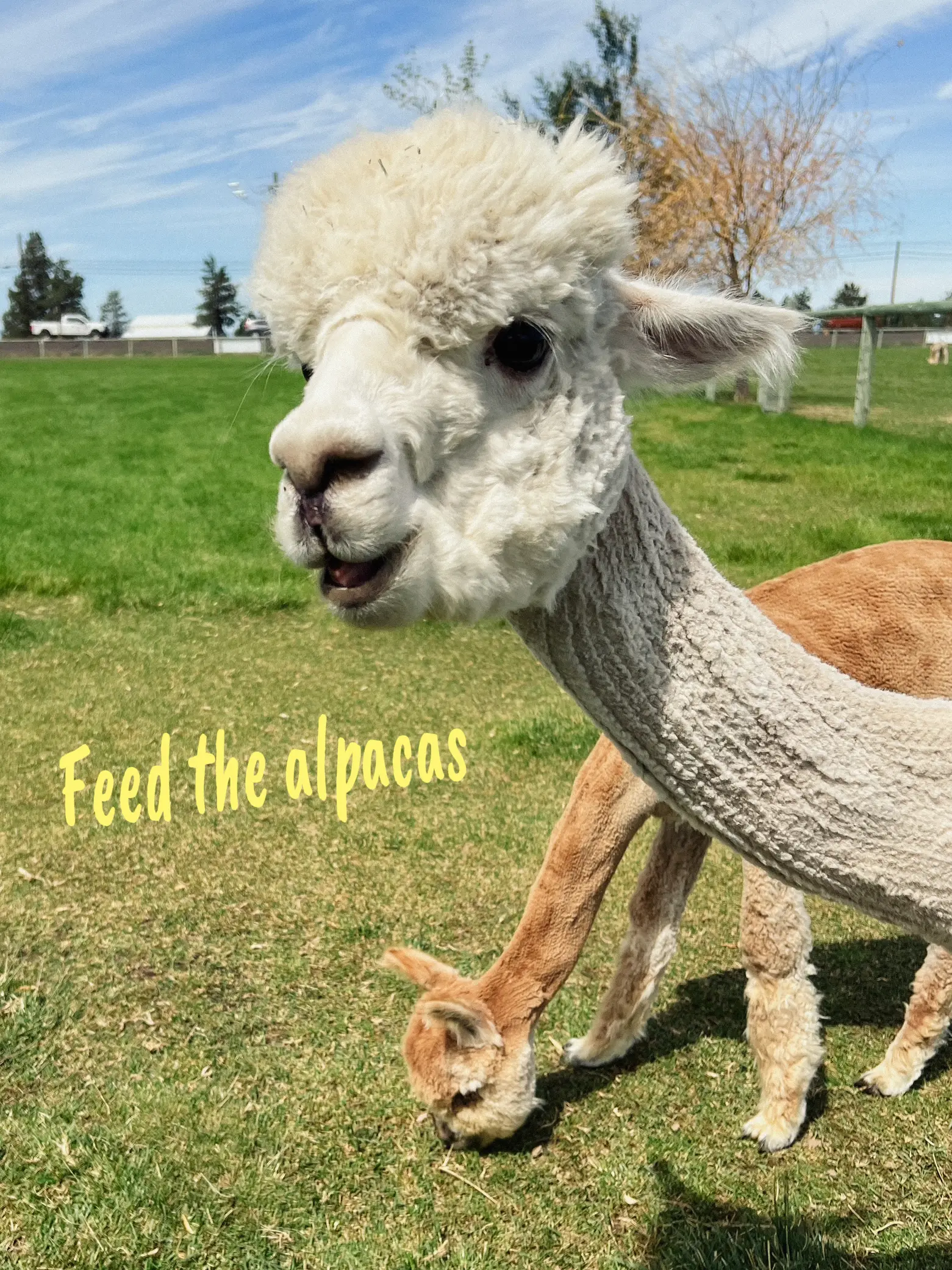 Alpaca Leggins'  Lazy Acre Alpacas