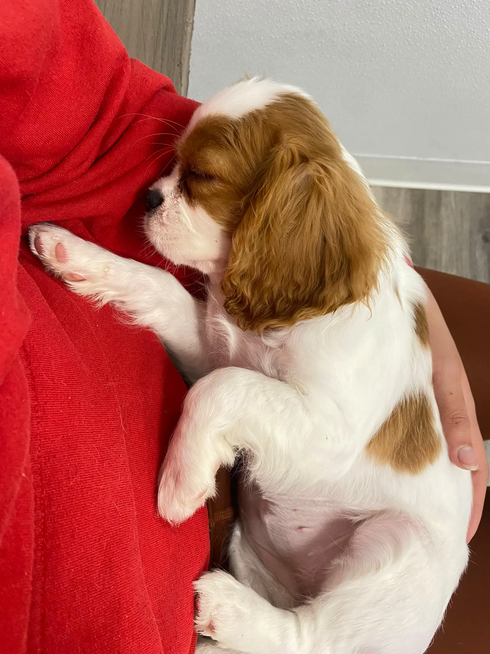 8 FACTS EVERY CAVALIER KING CHARLES LOVER NEEDS TO KNOW – CavLife