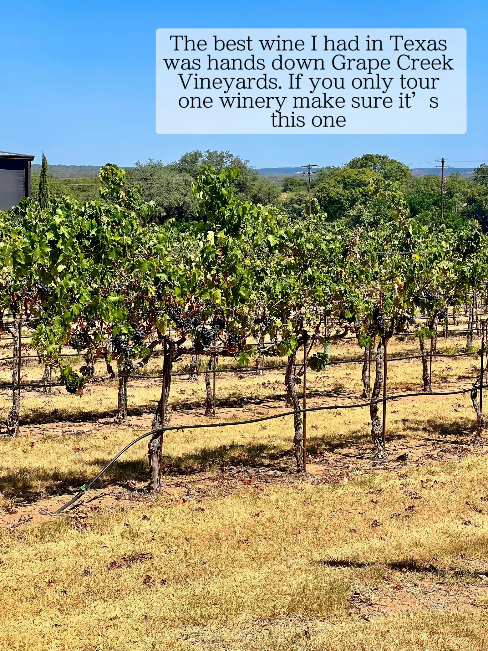 Grape creek outlet vineyard