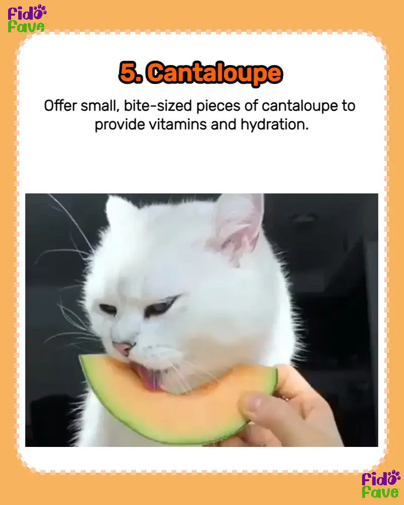 Is cantaloupe clearance safe for cats