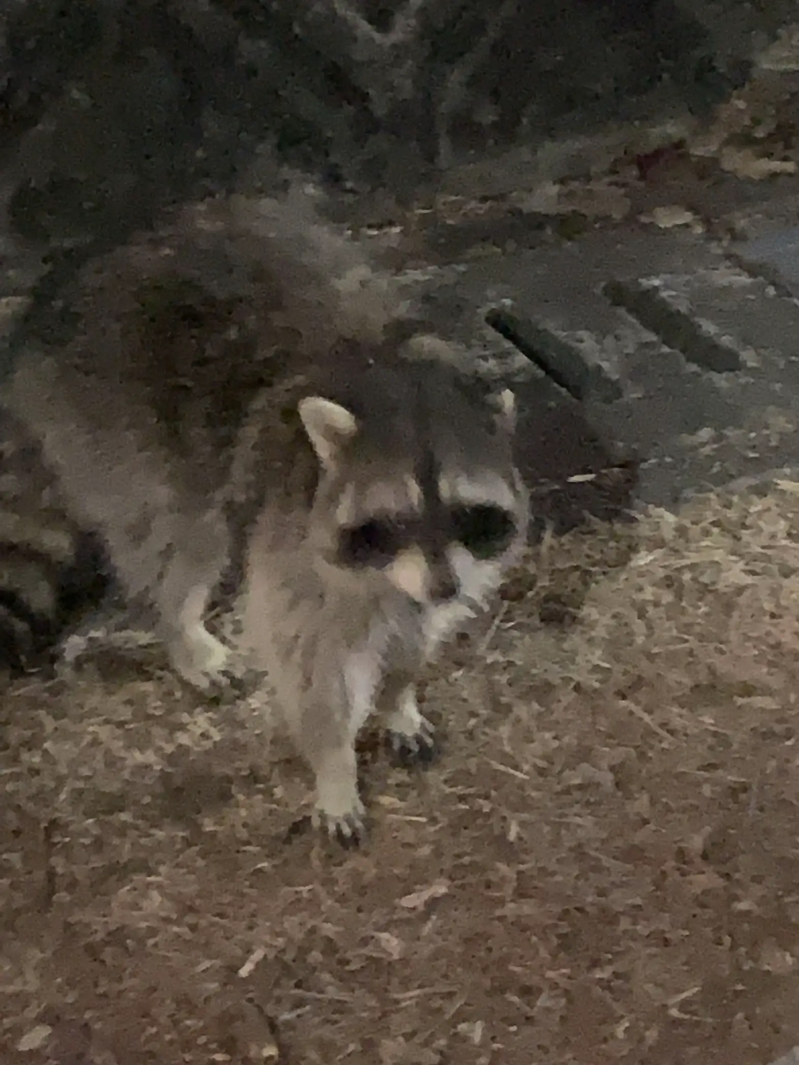 大阪】アライグマ🦝の親子 | 旅好きの流浪人が投稿したフォトブック | Lemon8