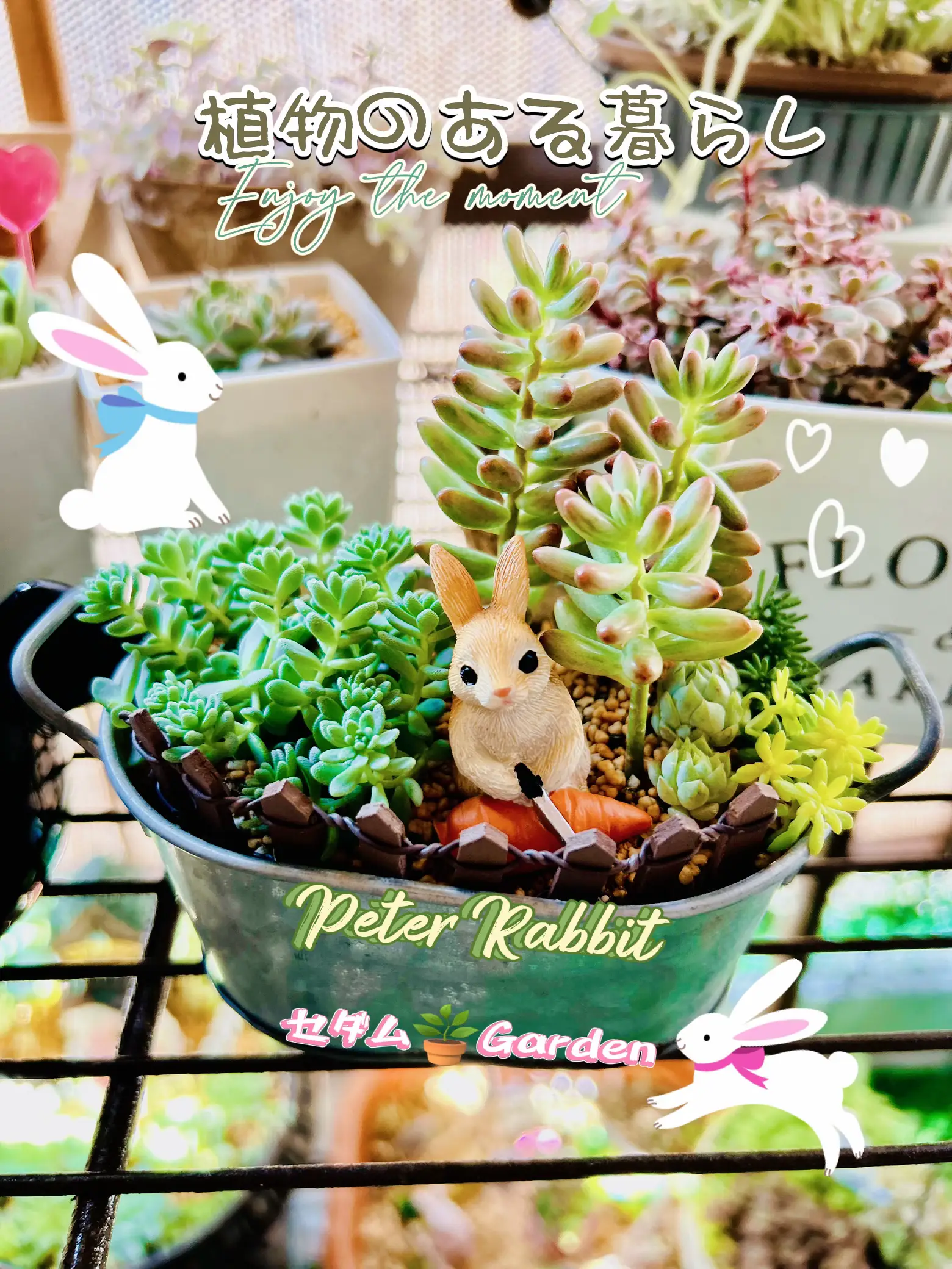 100均アイテムでセダムの寄せ植え?? | ＊kao.p＊が投稿したフォト 