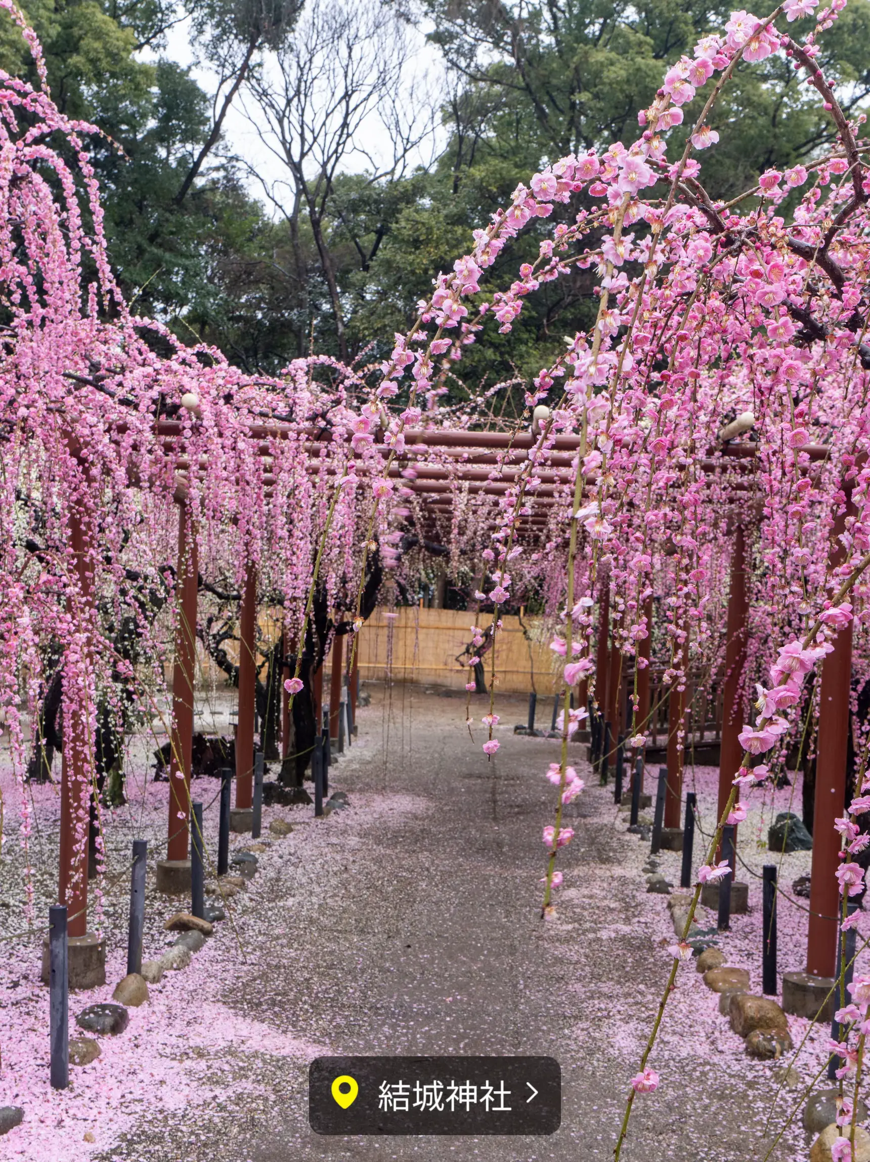 結城神社 梅 - Lemon8検索