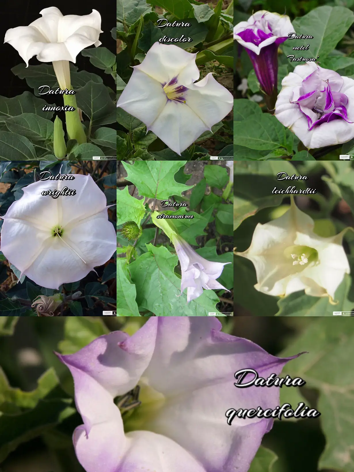 20 top Datura かわいい ideas in 2024