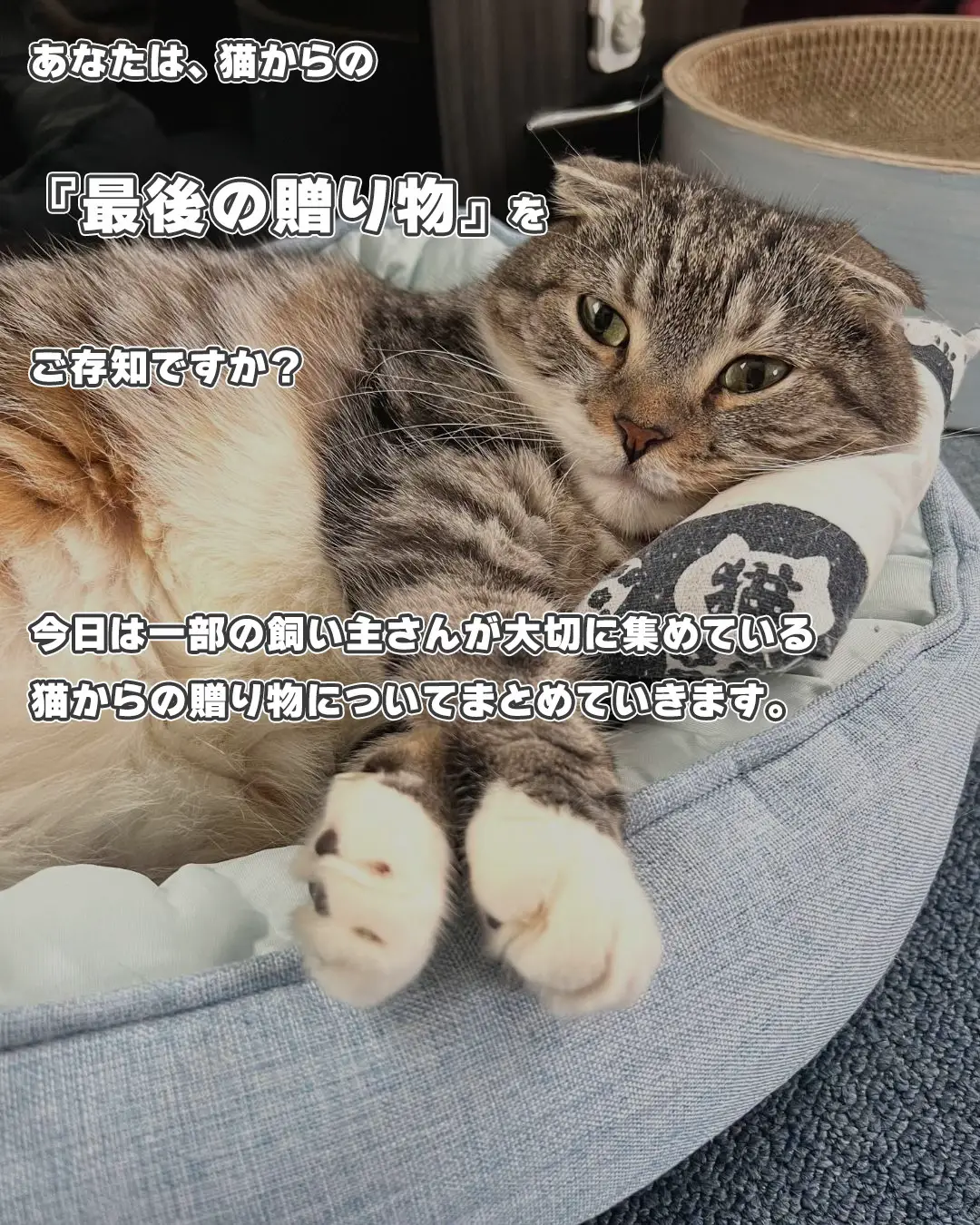 最後が・・・猫からの贈り物5選🎁✨ | ねこぞーが投稿したフォトブック