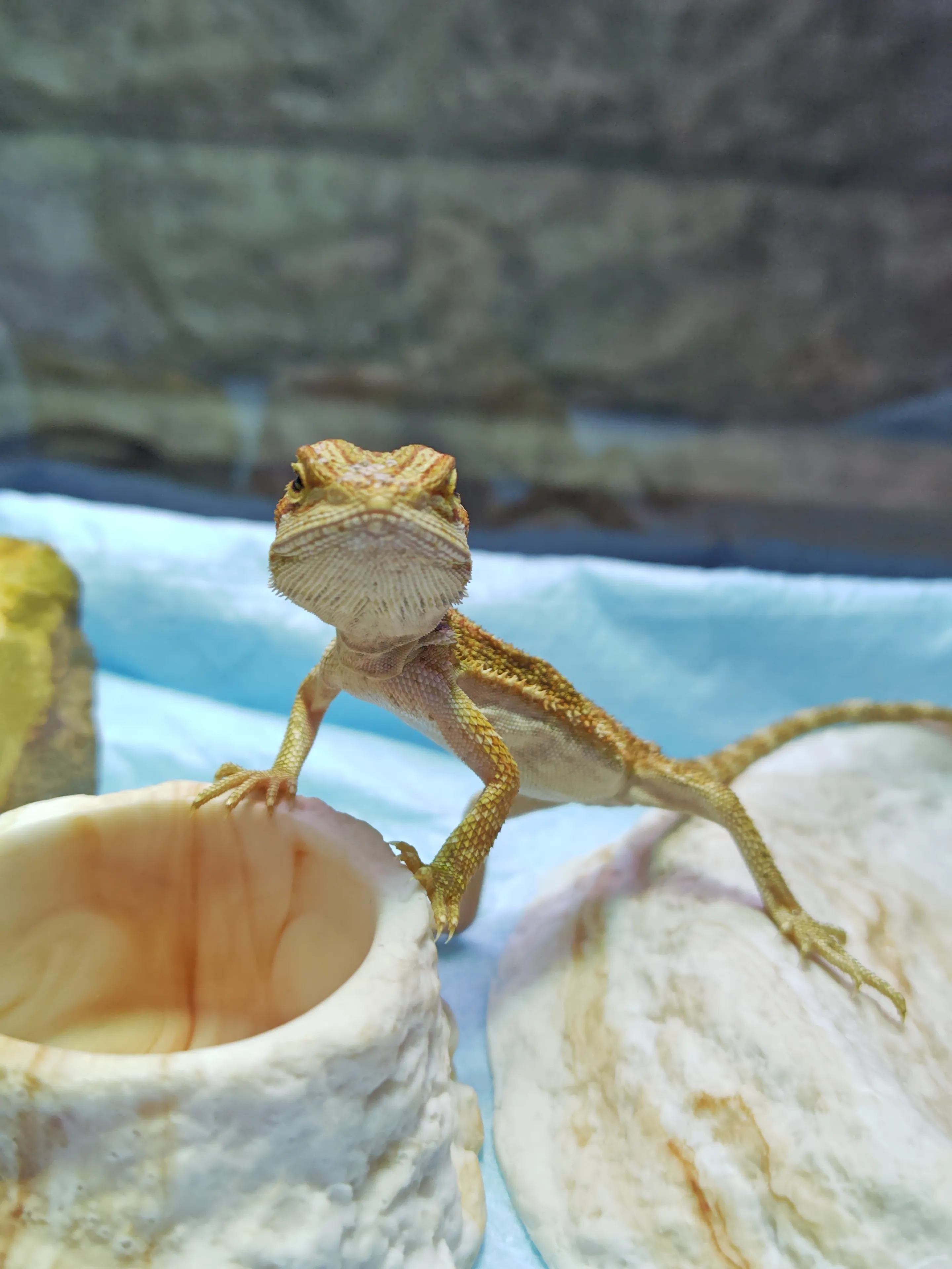 フトアゴヒゲトカゲのガチャ♥ | うにすけのいえが投稿したフォト 