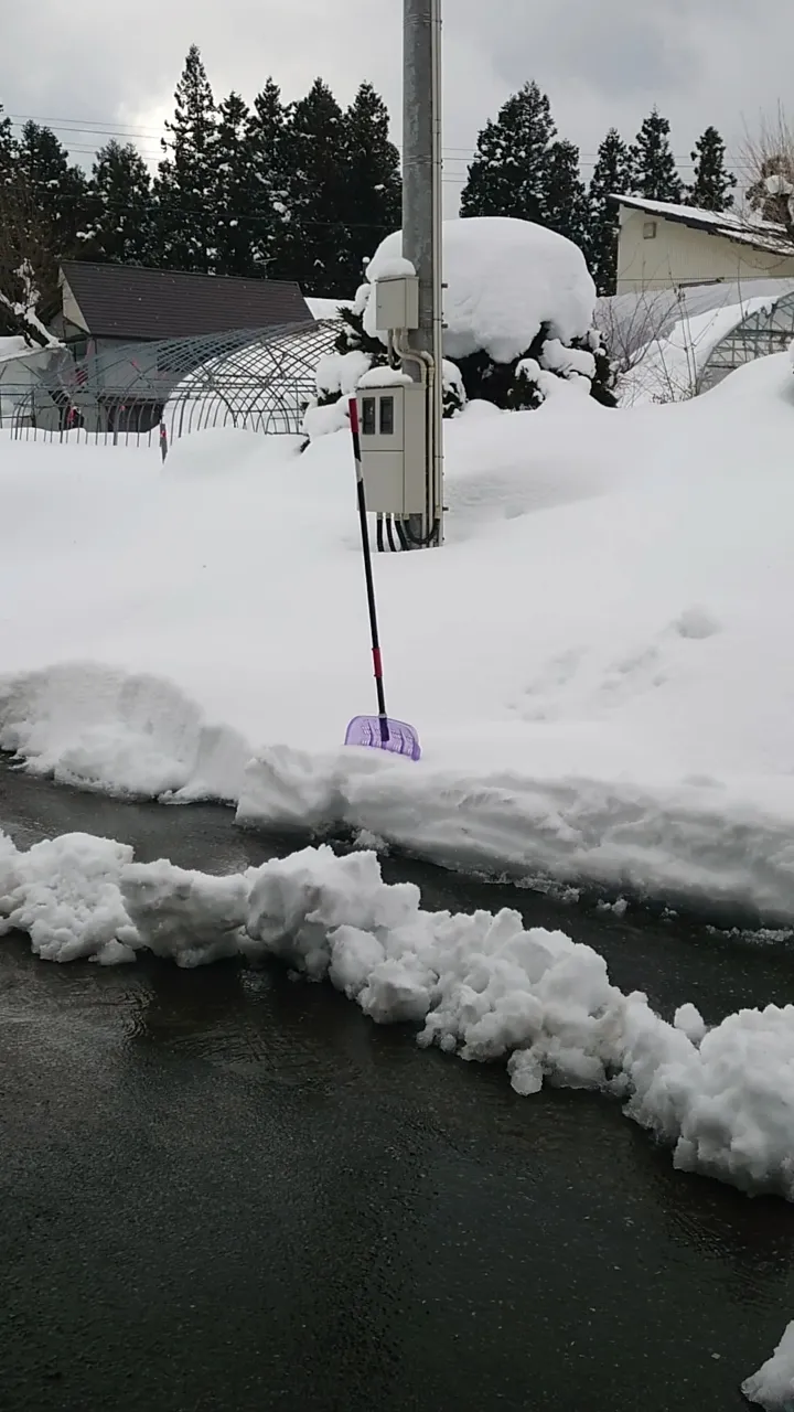 融雪機 倉庫排雪してもらったので出せます