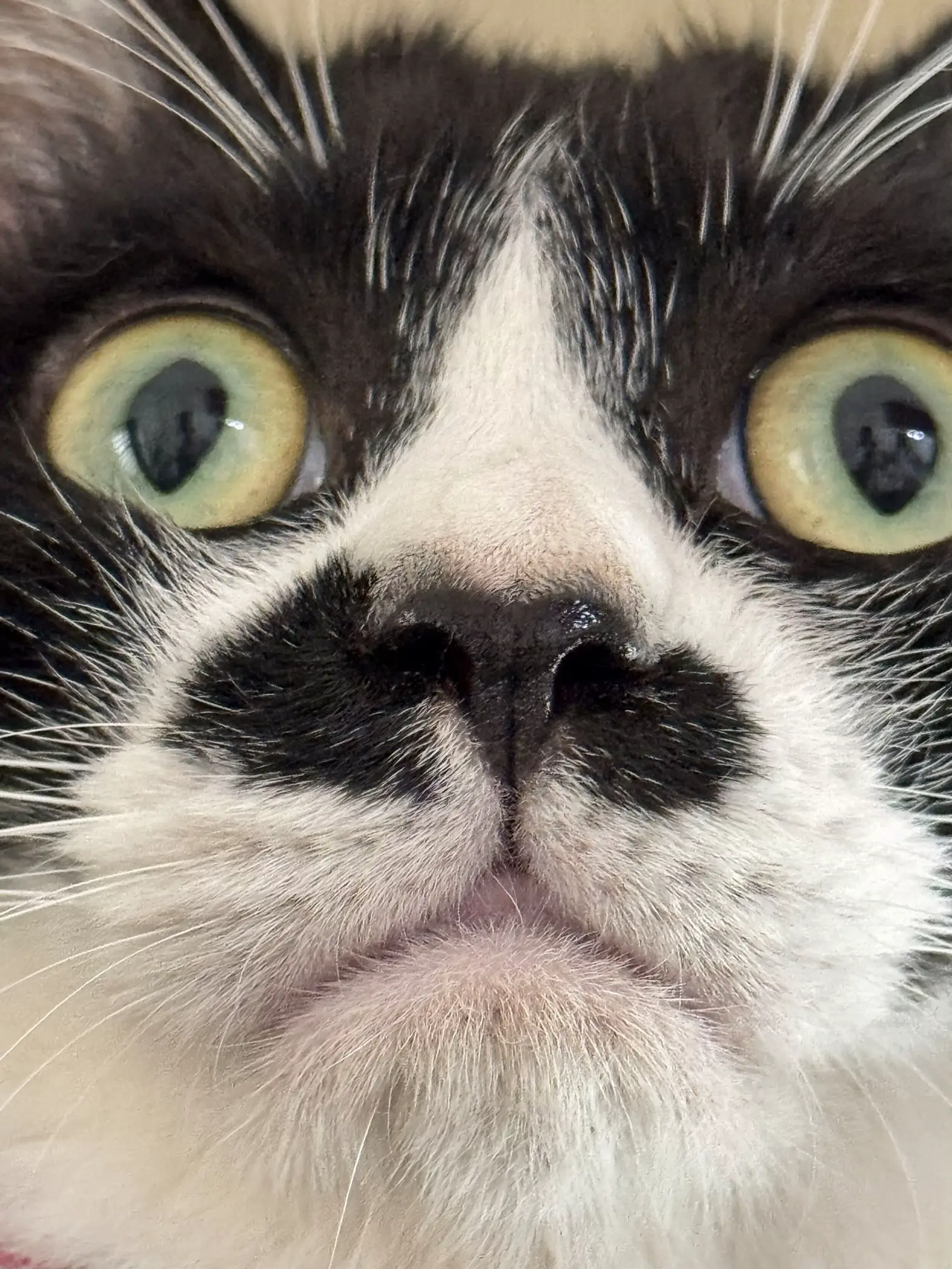 キジ白猫 永き 猫バッグチャーム 羊毛フェルト猫