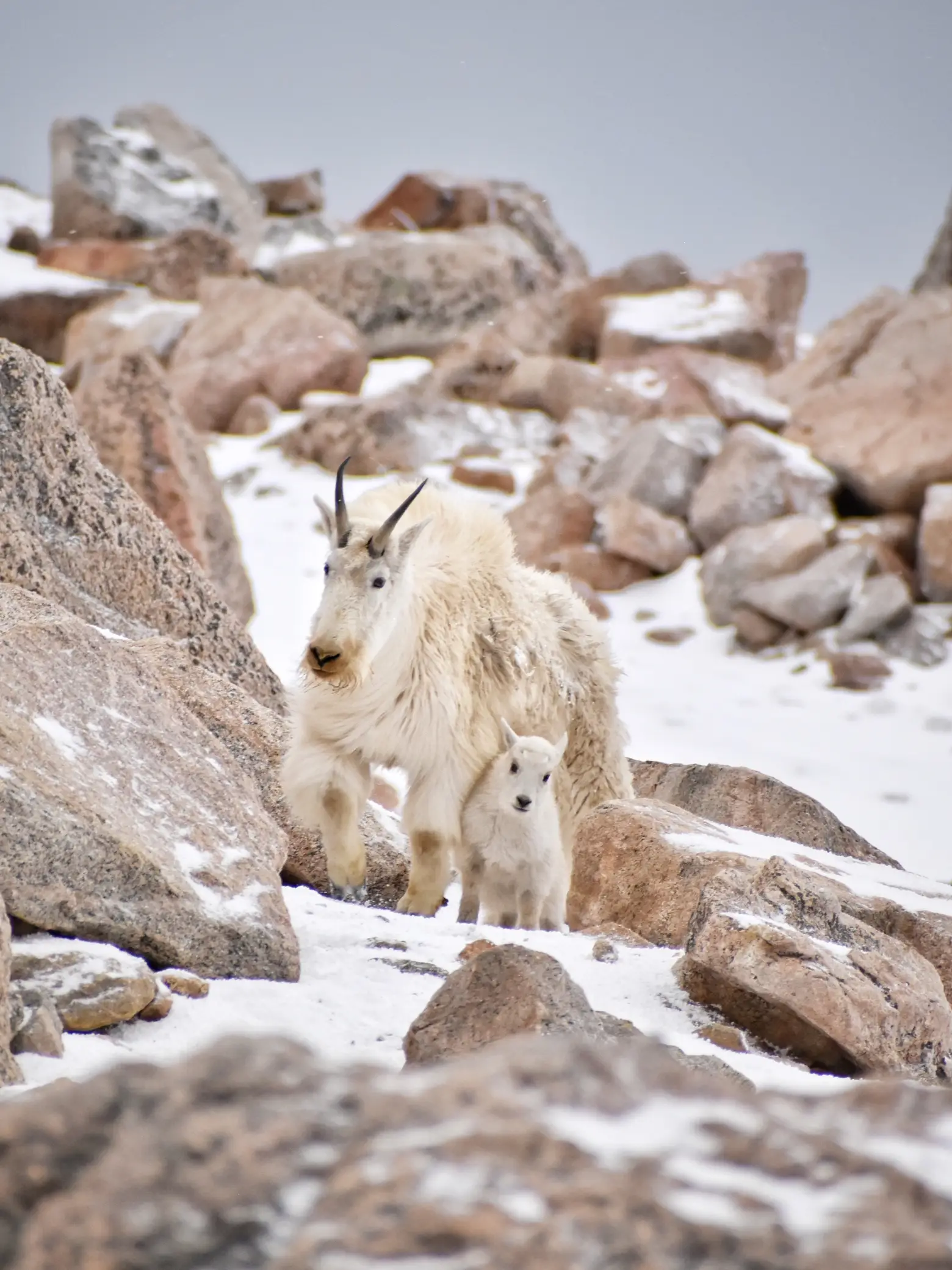 dozen mountain goats at Mt Evans - Lemon8 Search