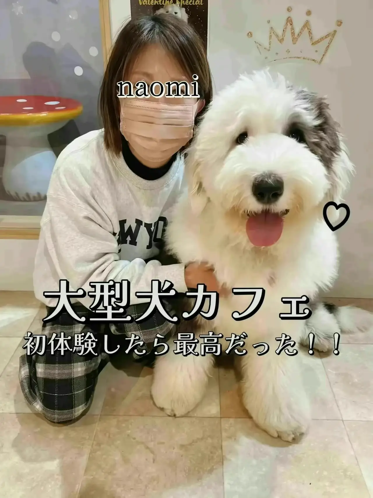 犬と触れ合えるカフェ大阪 - Lemon8検索