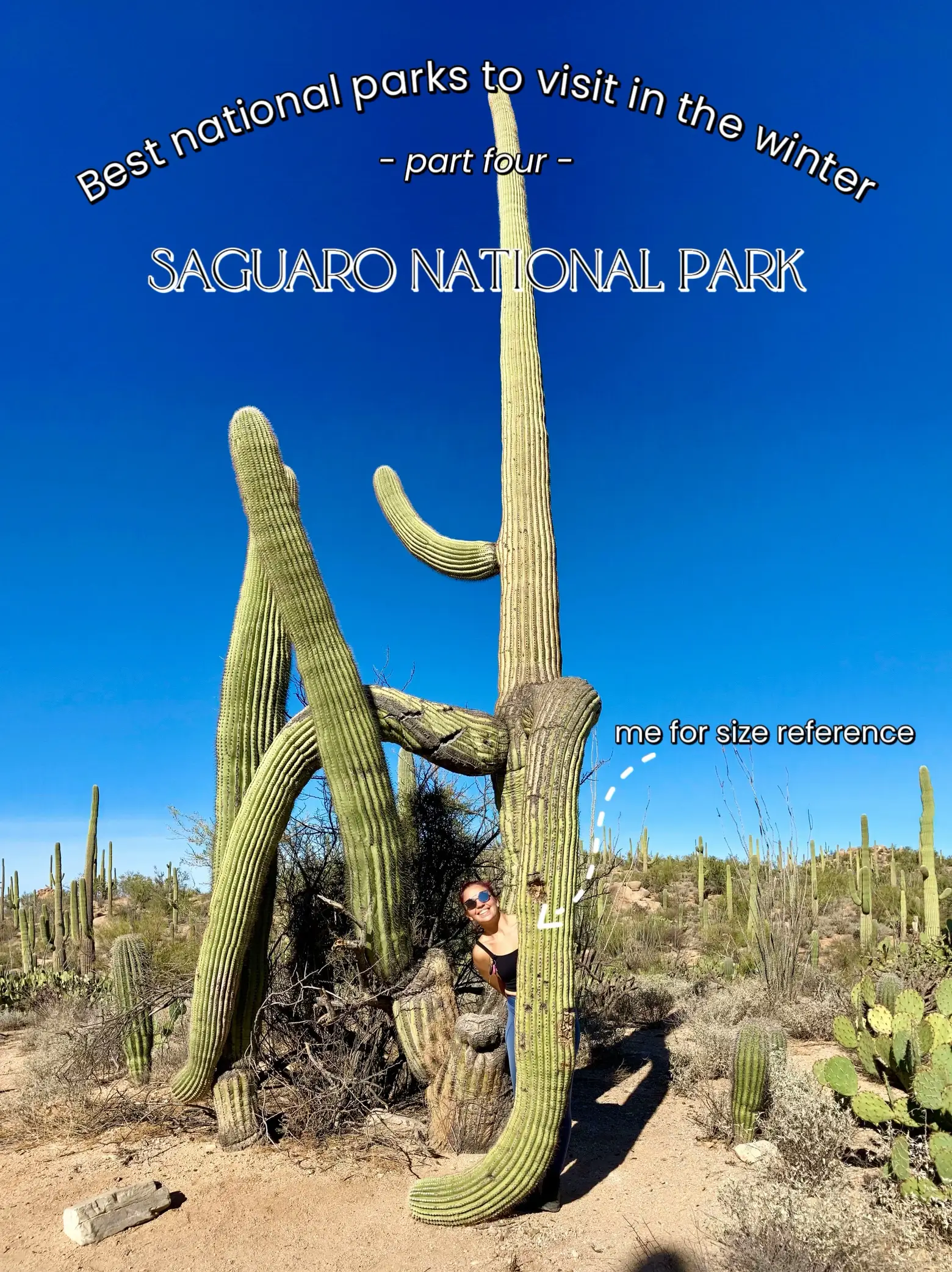 20 top Saguaro Nstional Park ideas in 2024