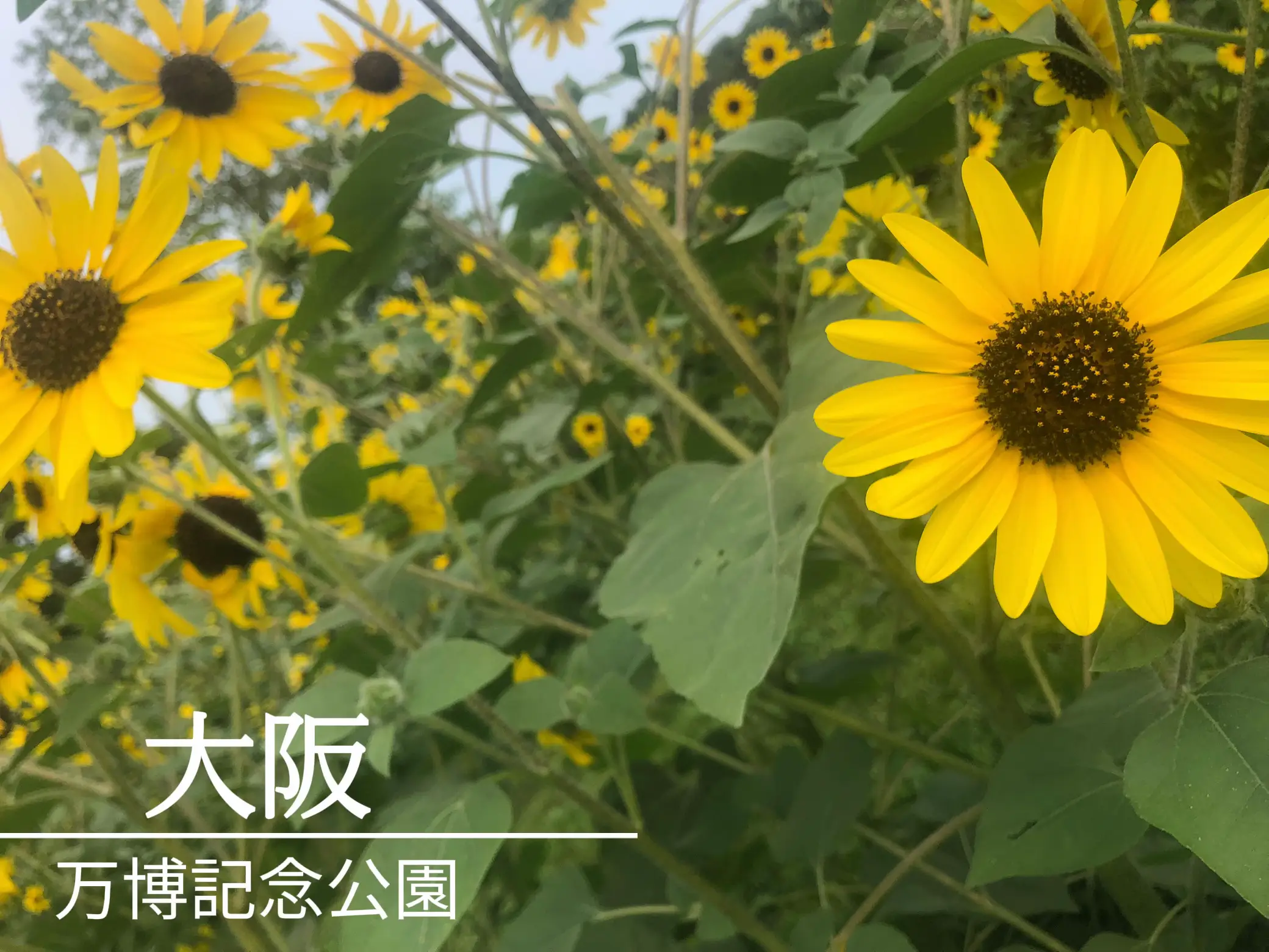 Osaka Expo × Sunflower🌻 | Gallery posted by ruka | Lemon8